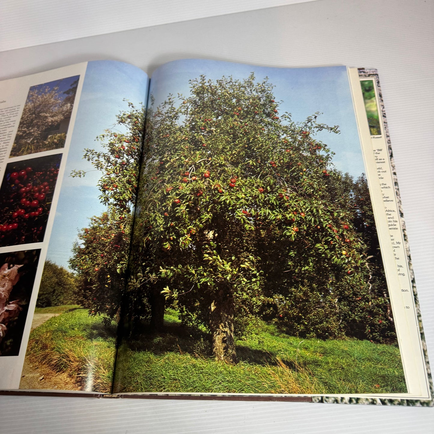 Trees : For Warm and Temperate Climates - Stirling Macoboy