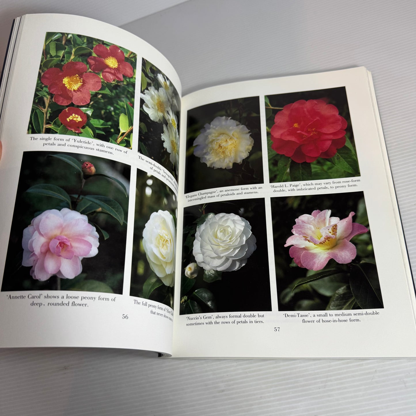 Gardening with Camellias : A New Zealand Guide - Jim Rolfe