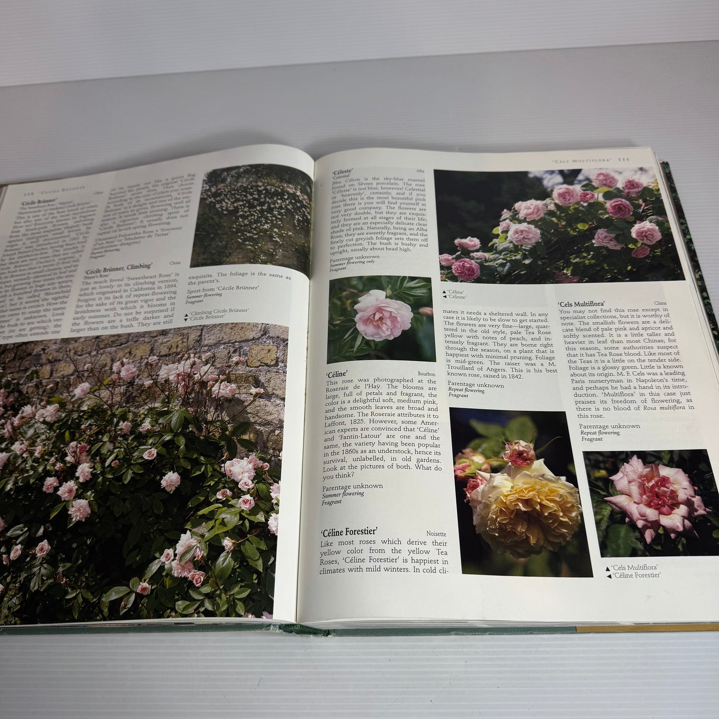 The World of Roses : An Illustrated Guide - Stirling Macoboy