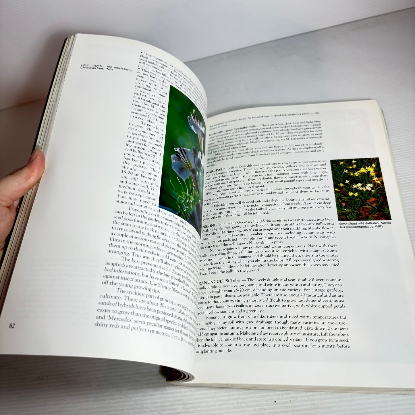 Palmers Garden Show : Guide to Gardening in New Zealand - Forward by Maggie Barry (Vintage 1993)