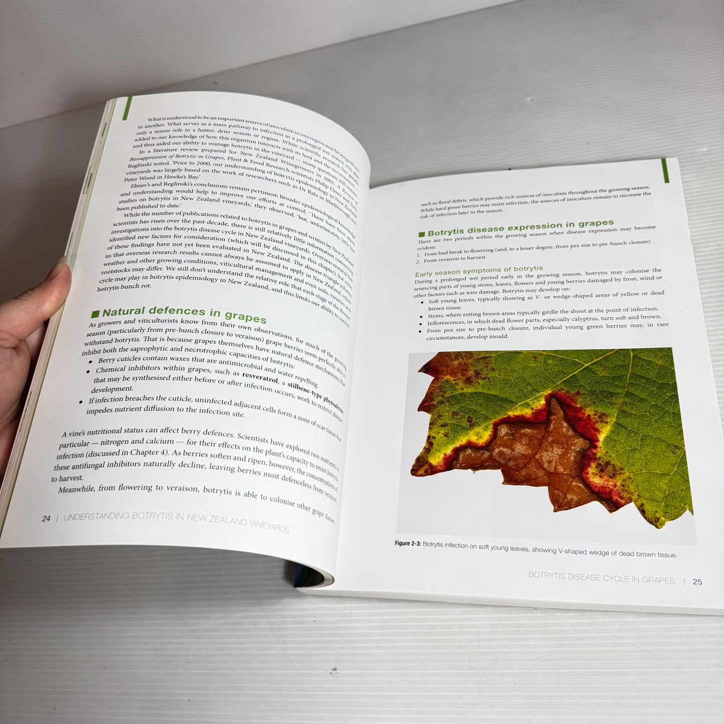Understanding Botrytis in New Zealand Vineyards - Ruby Andrew & Trevor Lupton