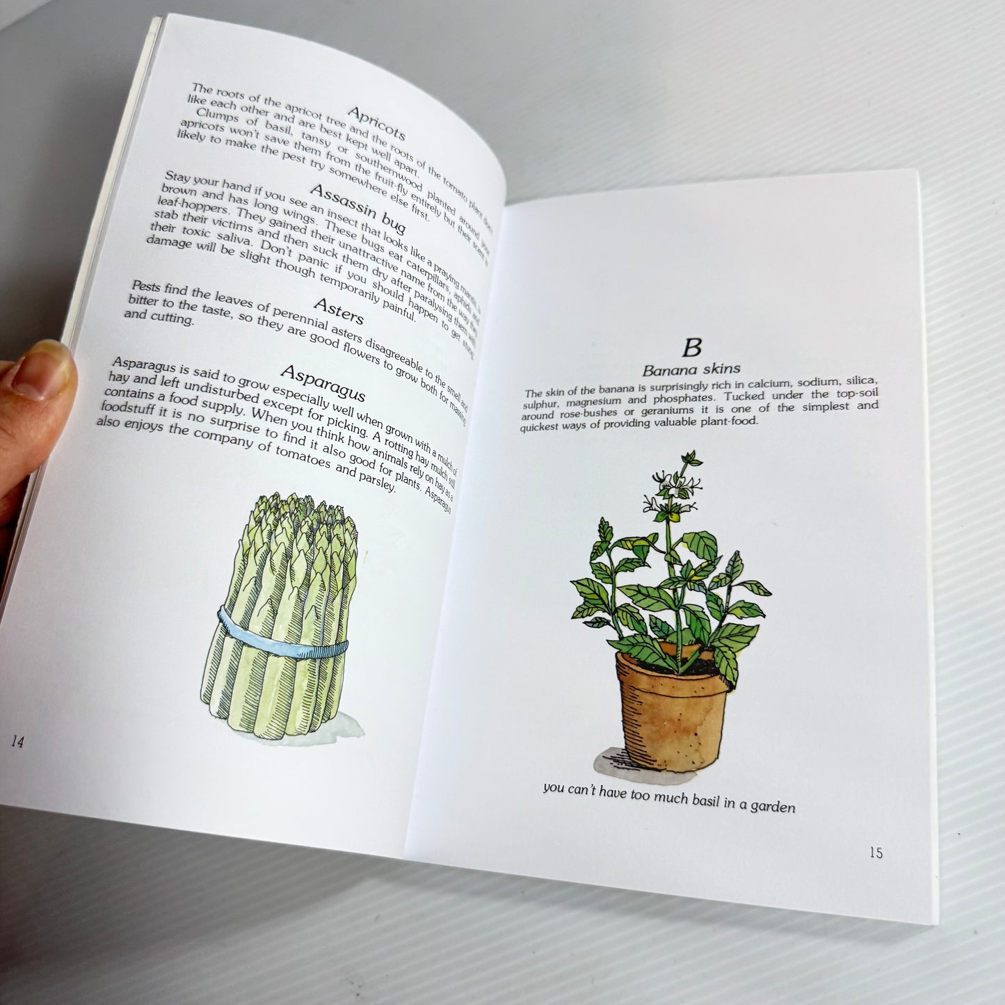 Companion Planting in New Zealand - Brenda Little