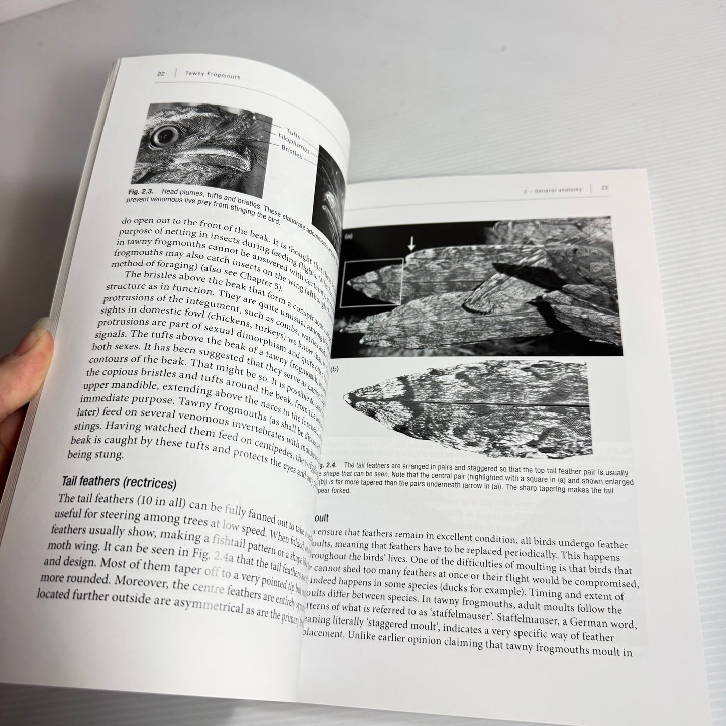 Tawny Frogmouth 2nd Edition - Gisela Kaplan (New)
