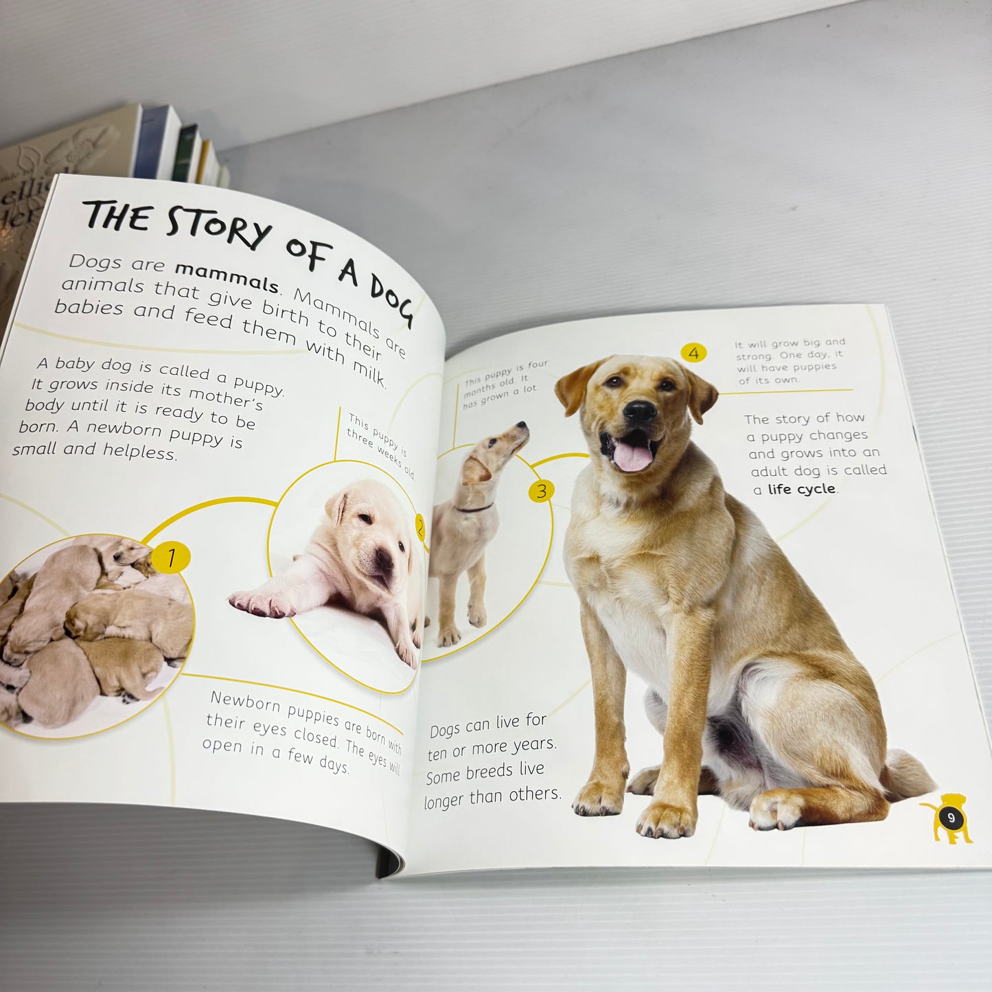 From puppy To Dog - Life Cycles (New)
