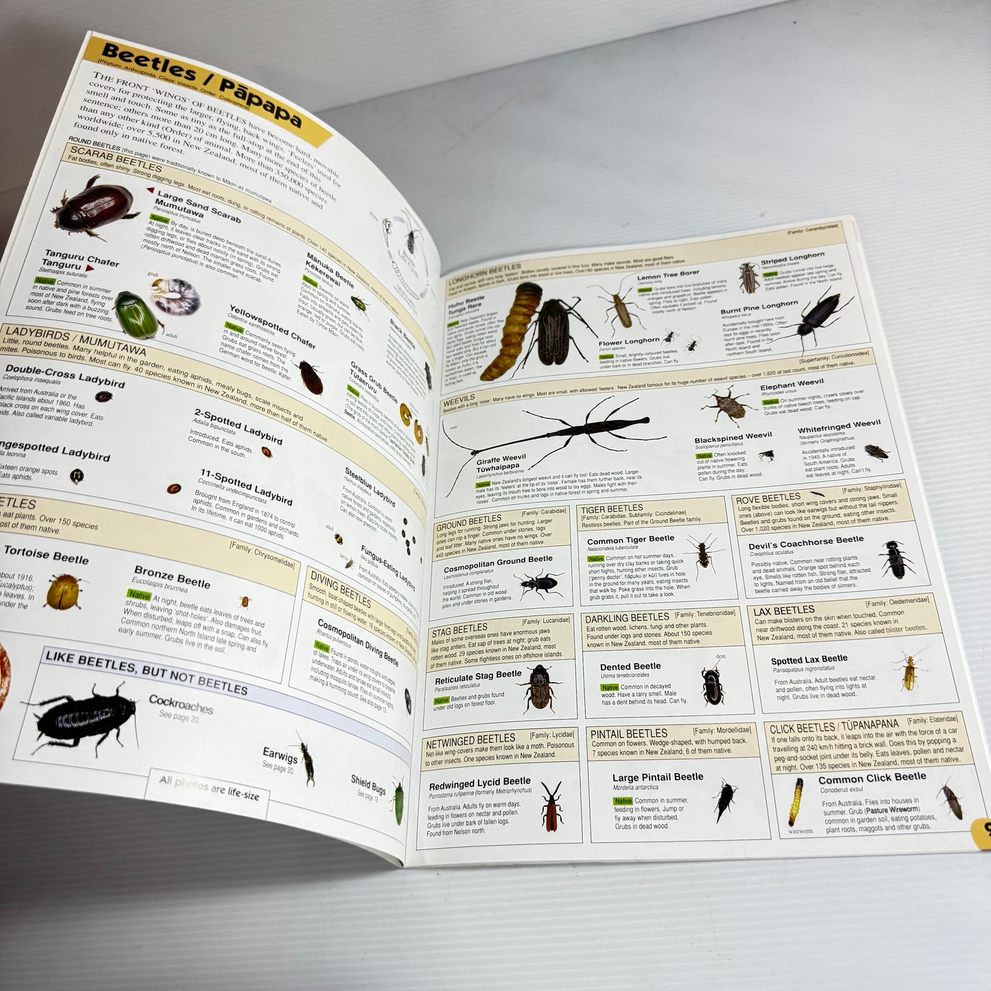 The Life-Size Guide To Insects And Other Land Invertebrates Of New Zealand - Andrew Crowe (New)