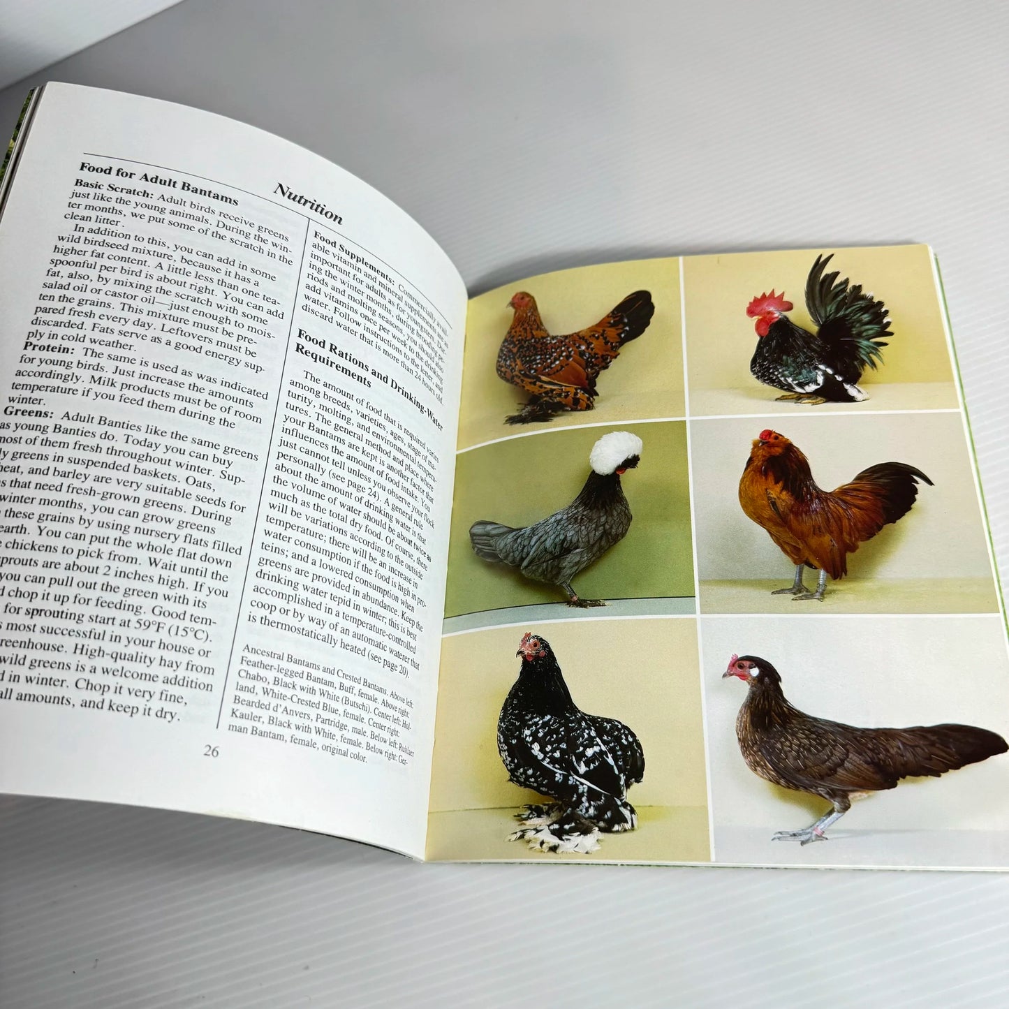 Bantams - Helga Fritzsche