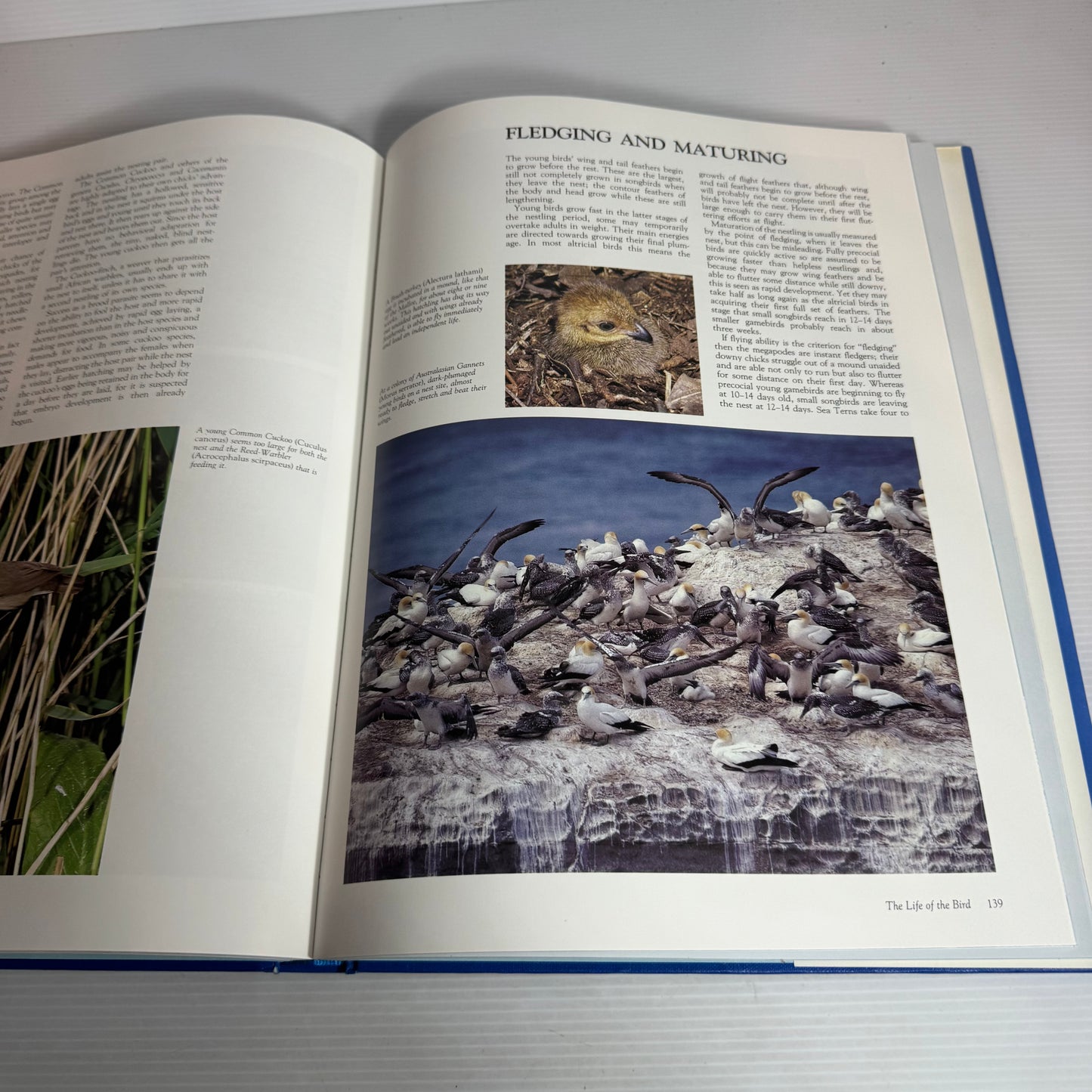 The Bird : Master of Flight - Colin Harrison with Howard Loxton