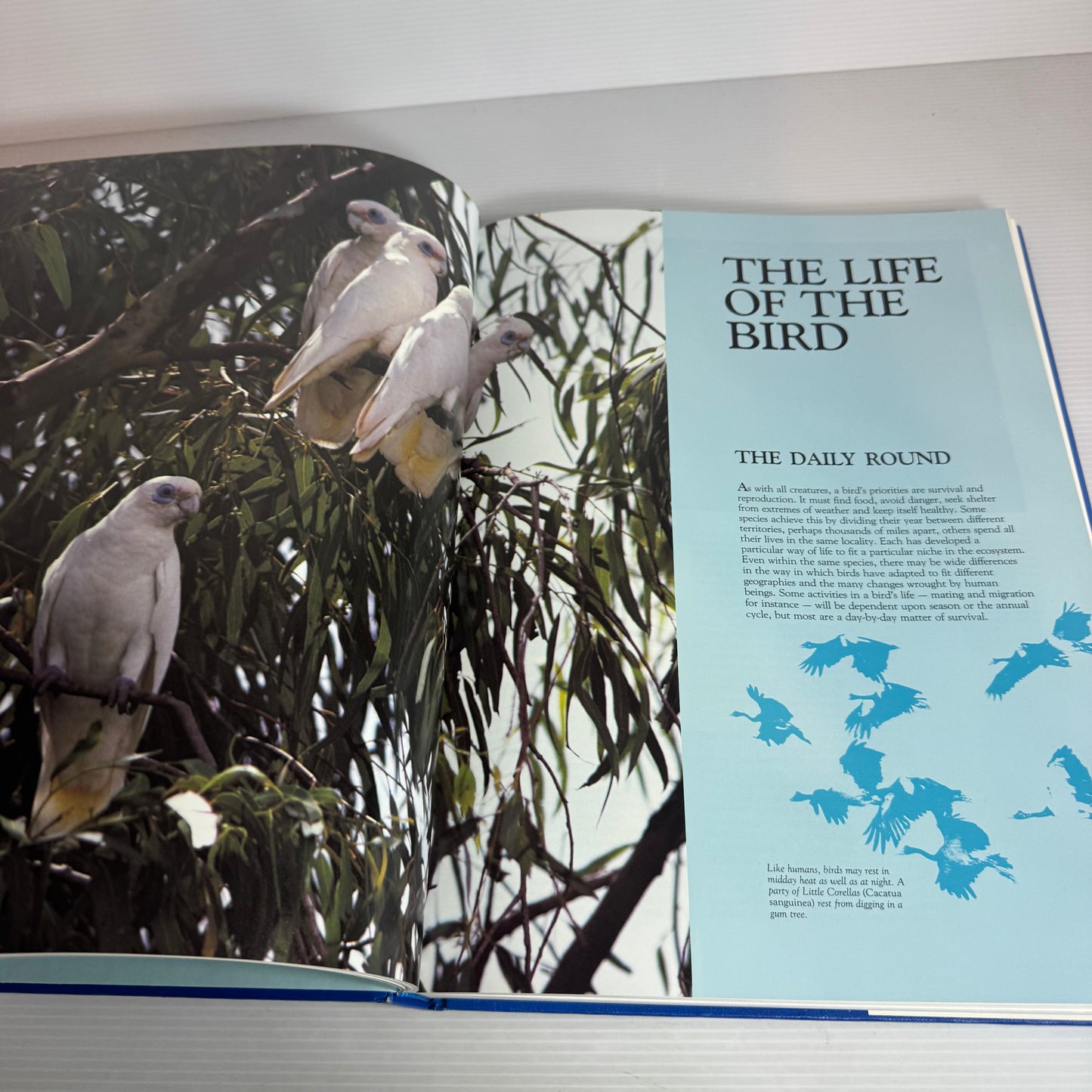 The Bird : Master of Flight - Colin Harrison with Howard Loxton