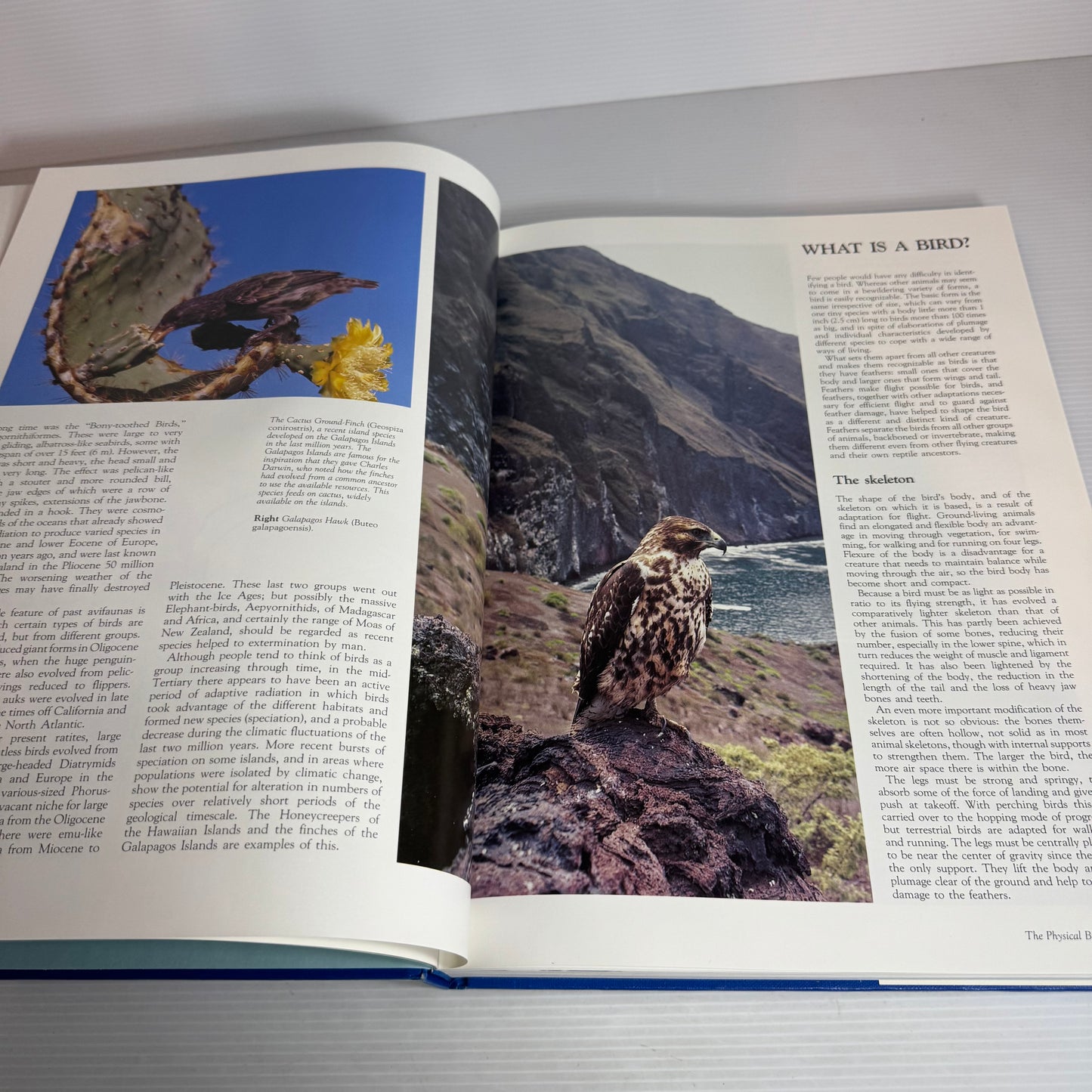 The Bird : Master of Flight - Colin Harrison with Howard Loxton