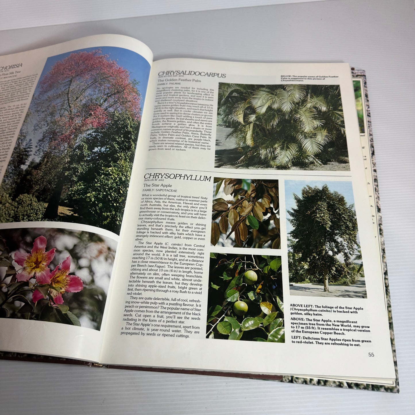 Trees : For Warm and Temperate Climates - Stirling Macoboy
