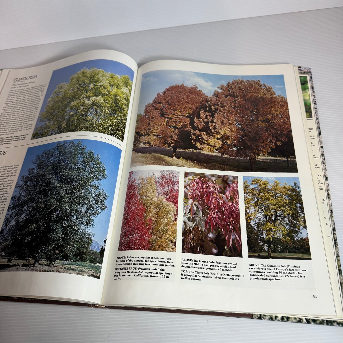 Trees : For Warm and Temperate Climates - Stirling Macoboy