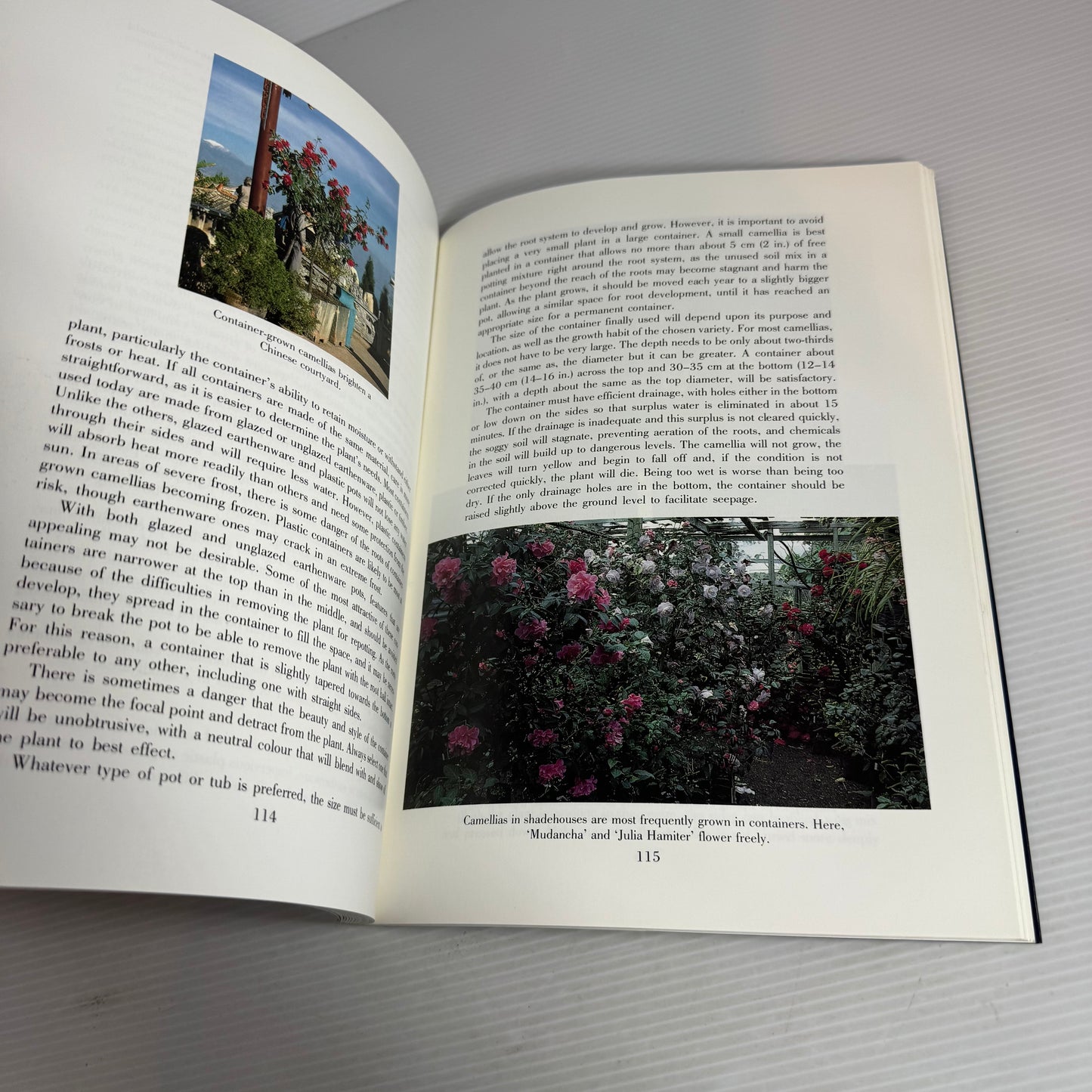 Gardening with Camellias : A New Zealand Guide - Jim Rolfe
