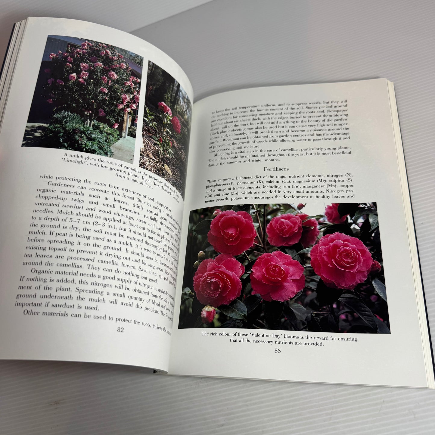 Gardening with Camellias : A New Zealand Guide - Jim Rolfe