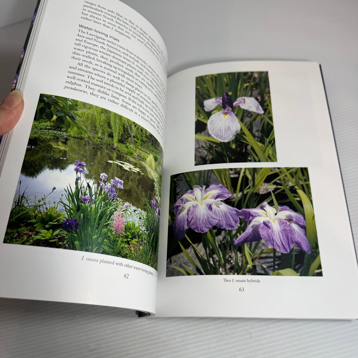Irises for New Zealand Gardens - Karen Glasgow