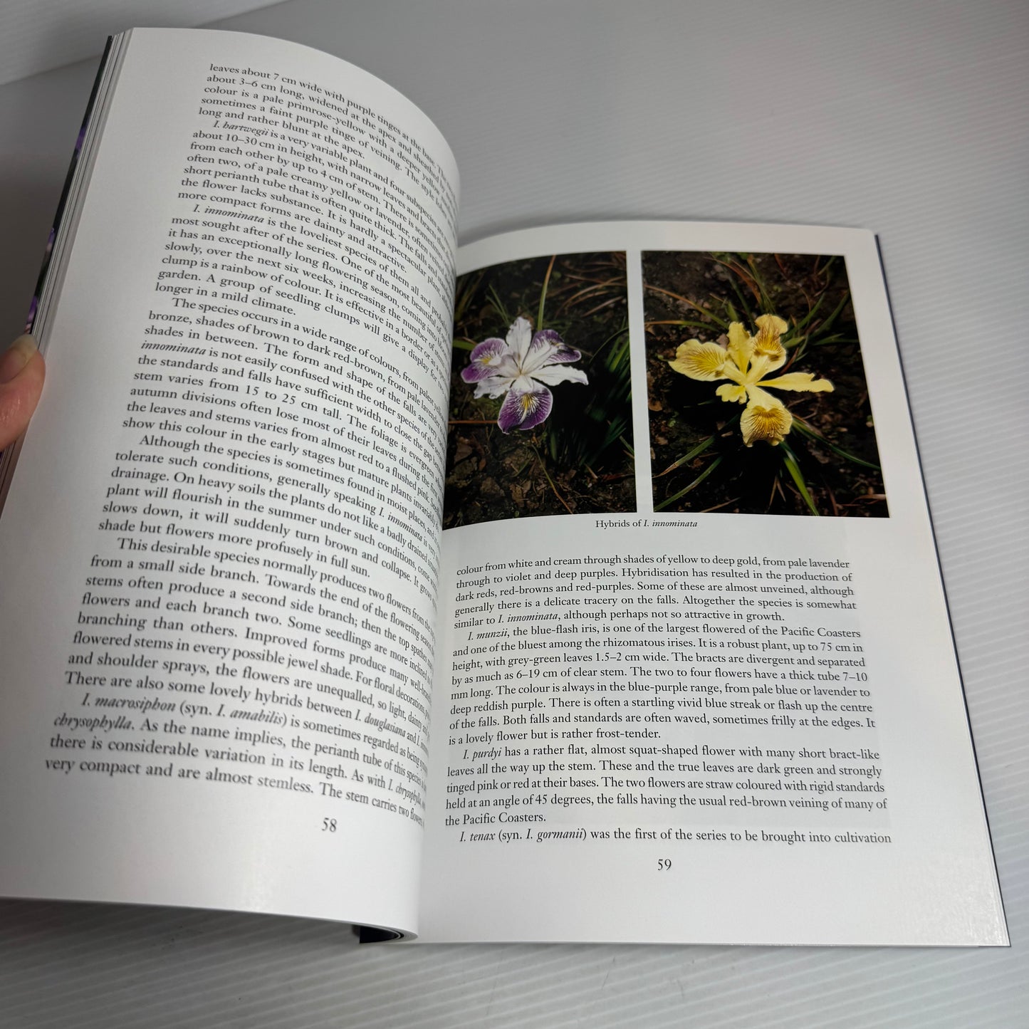 Irises for New Zealand Gardens - Karen Glasgow