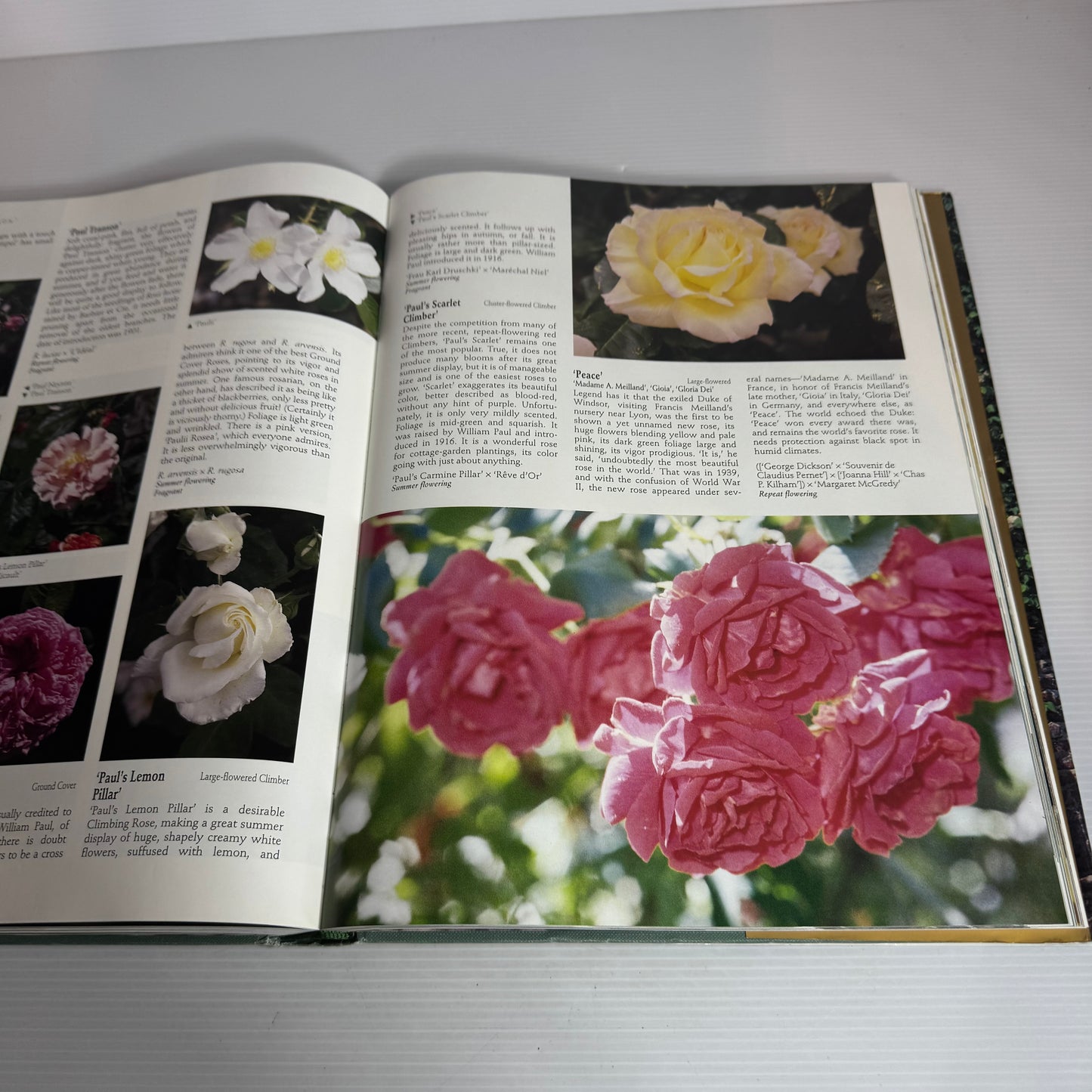 The World of Roses : An Illustrated Guide - Stirling Macoboy