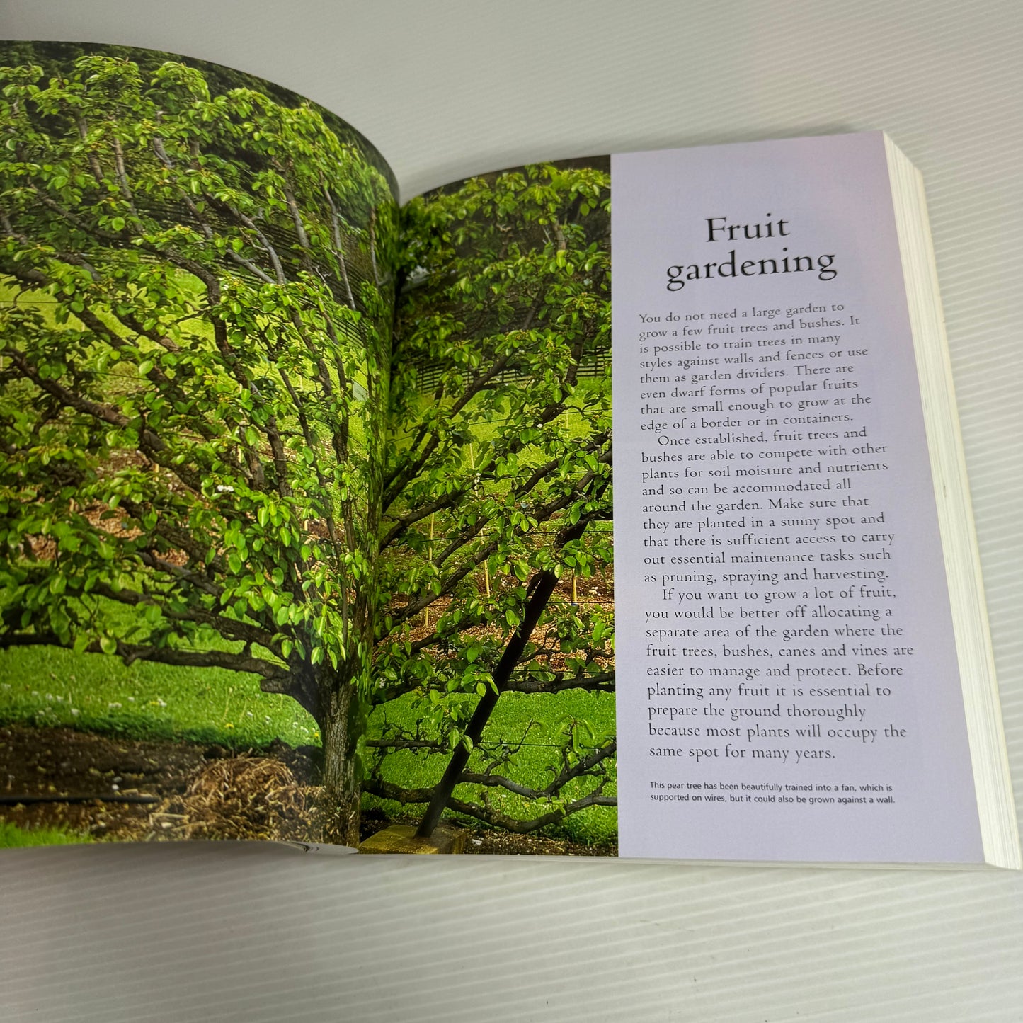 An Encyclopaedia of Garden Plants & Techniques - Andrew Mikolajski & Jonathan Edwards