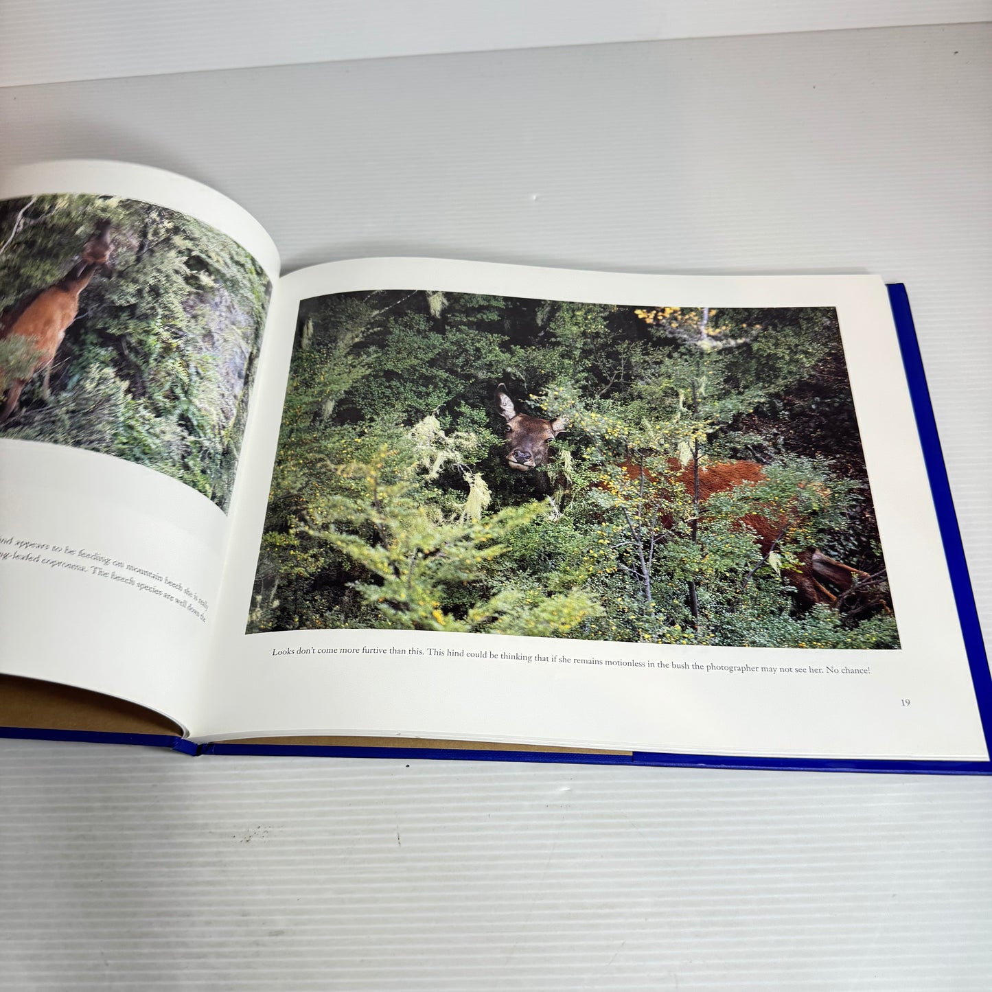 Game Animals of New Zealand : A Portfolio - Gordon Roberts