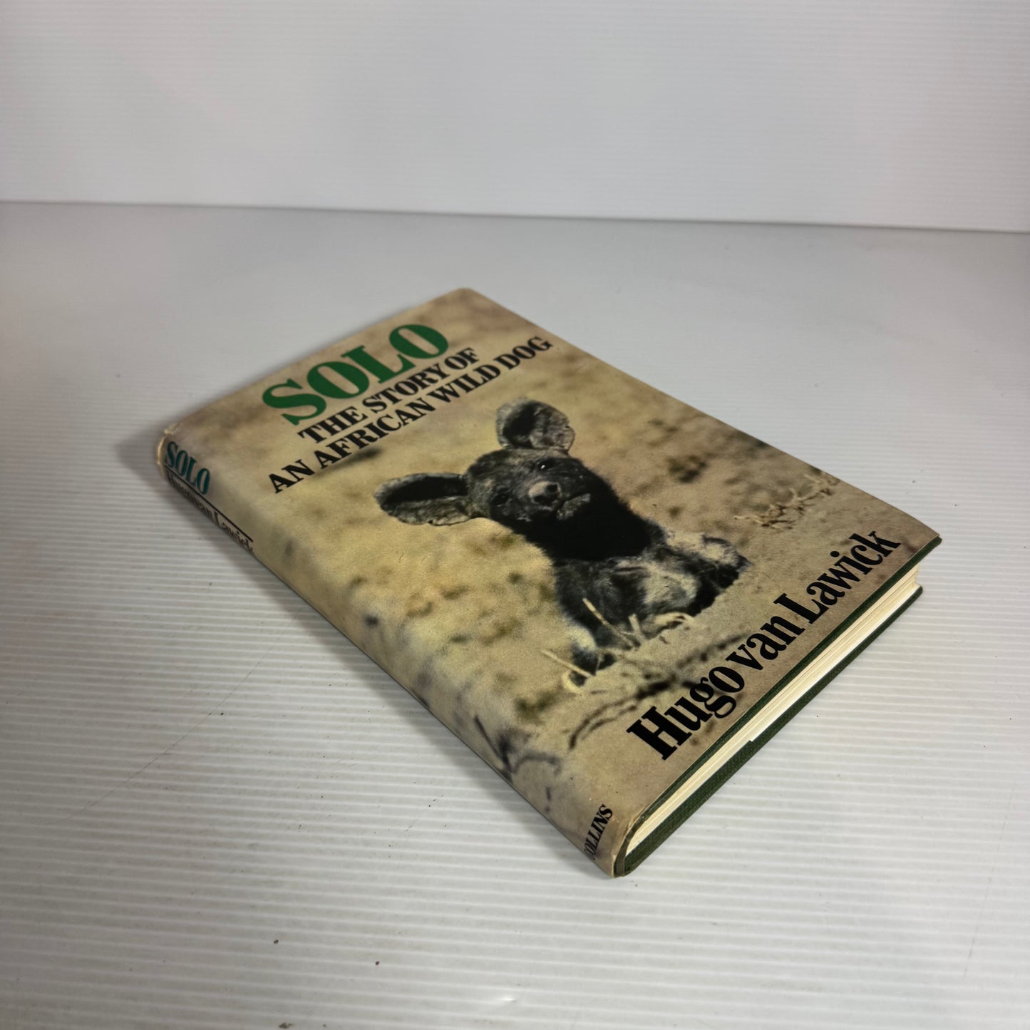 Solo: The Story Of An African Wild Dog - Hugo Van Lawick