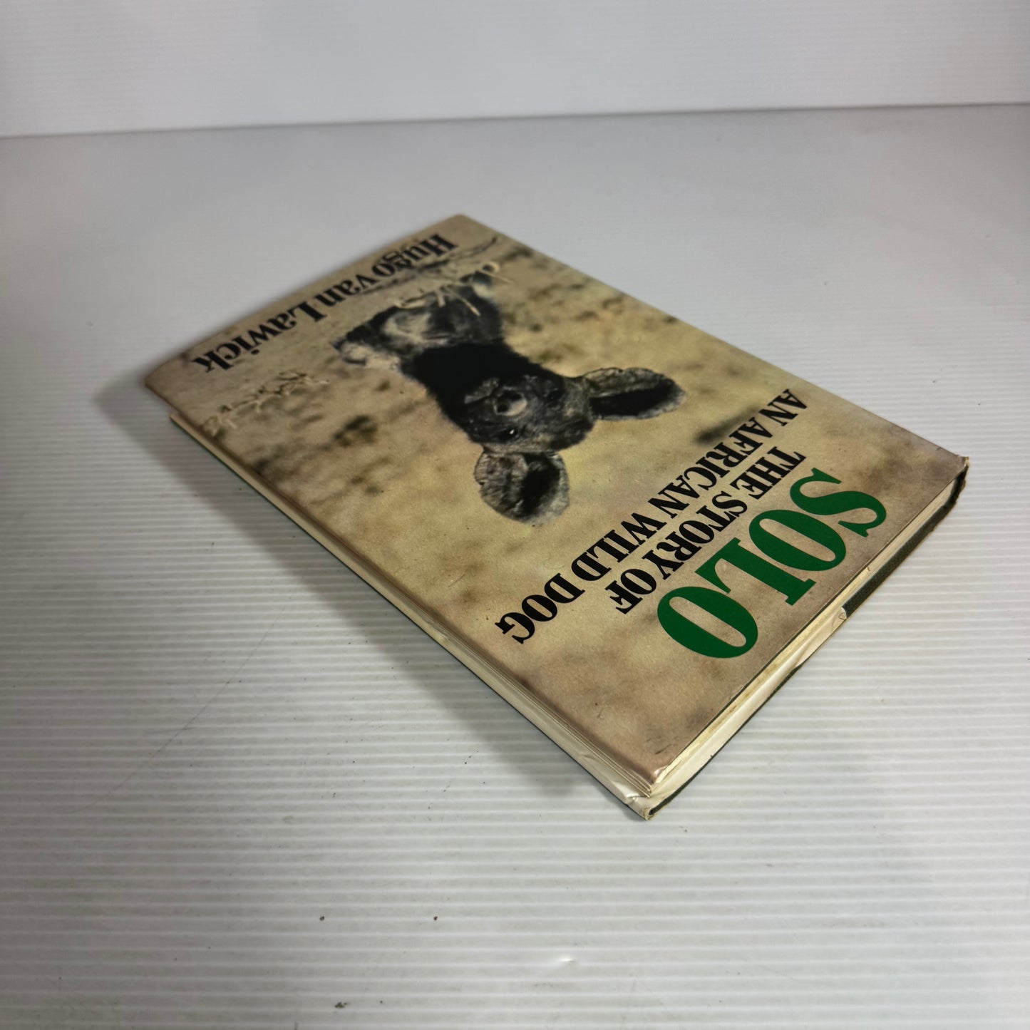 Solo: The Story Of An African Wild Dog - Hugo Van Lawick
