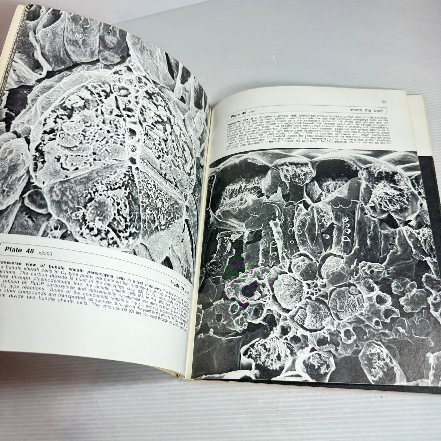 Probing Plant Structure - John Troughton and Lesley A. Donaldson