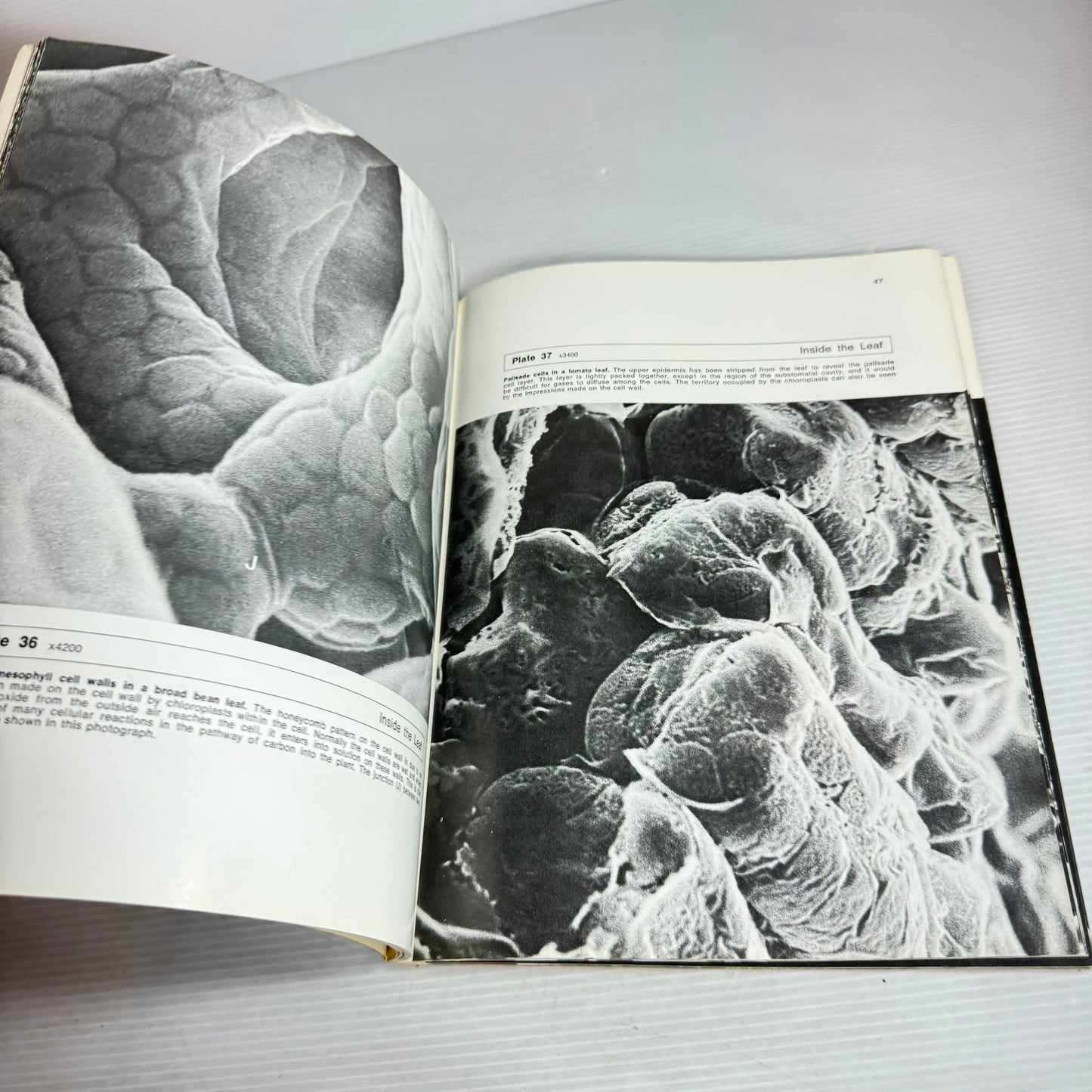 Probing Plant Structure - John Troughton and Lesley A. Donaldson