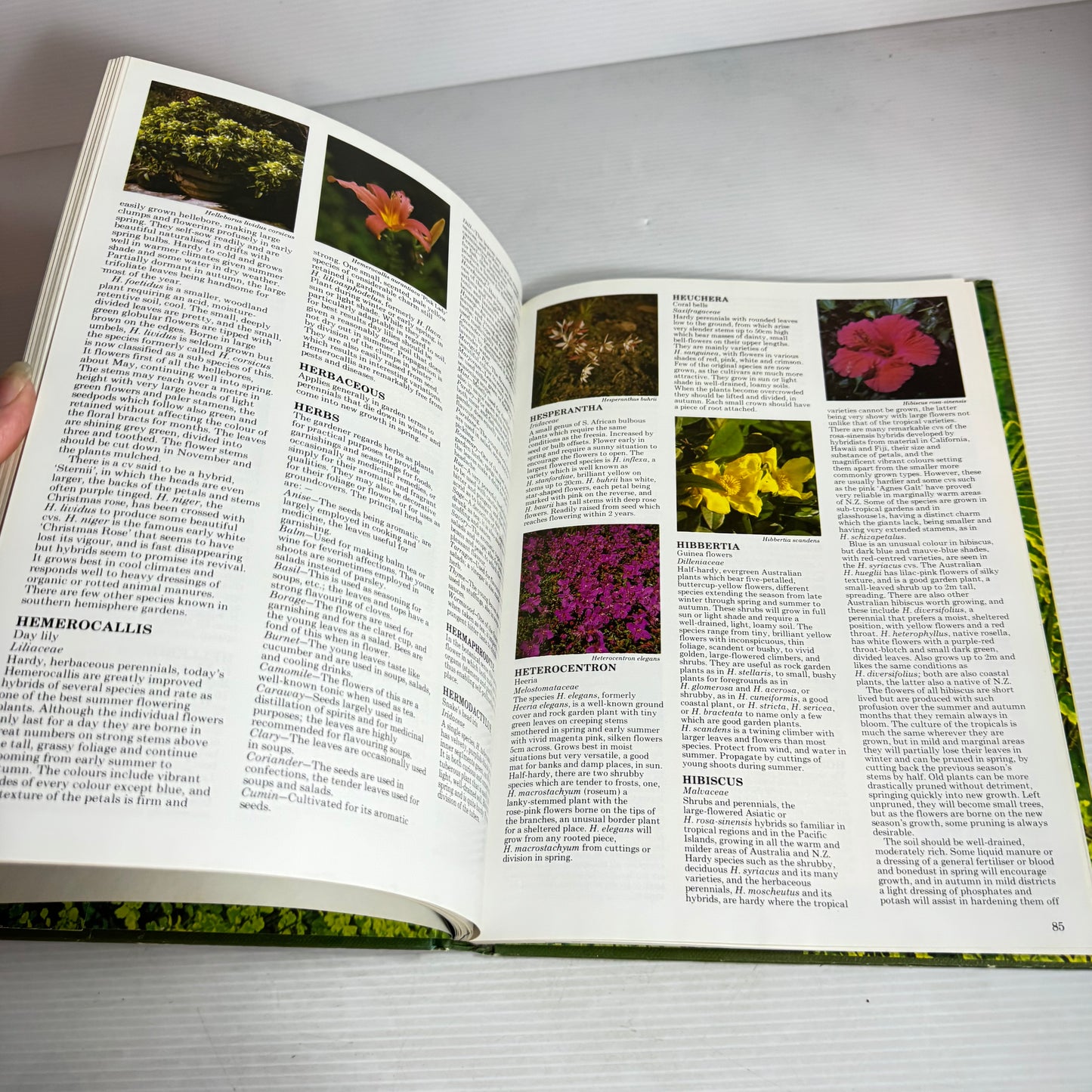 Illustrated Garden Dictionary - Barbara & Lewis Matthews (Vintage 1979)
