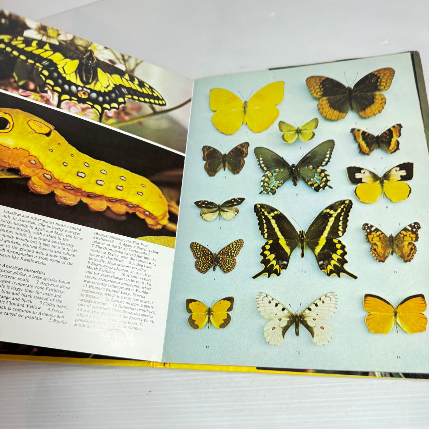 All Colour Book of Butterflies - Robert Goodden (Vintage 1973)