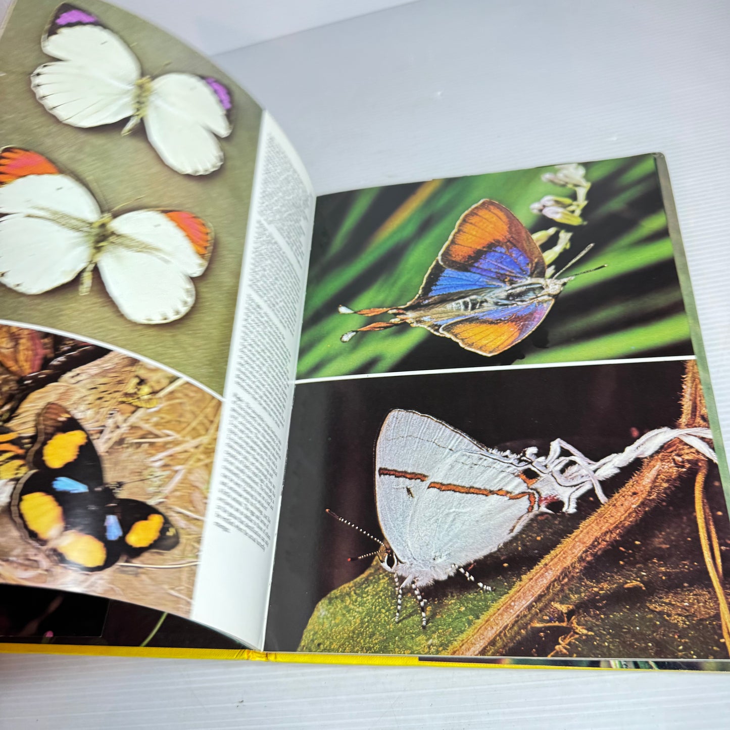 All Colour Book of Butterflies - Robert Goodden (Vintage 1973)