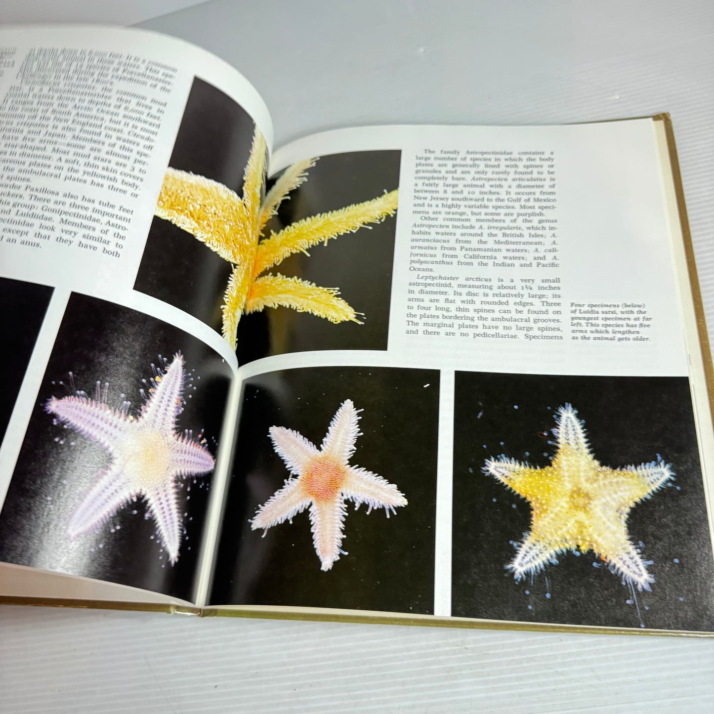 Grolier's Amazing World Of Animals (Vintage 1972)