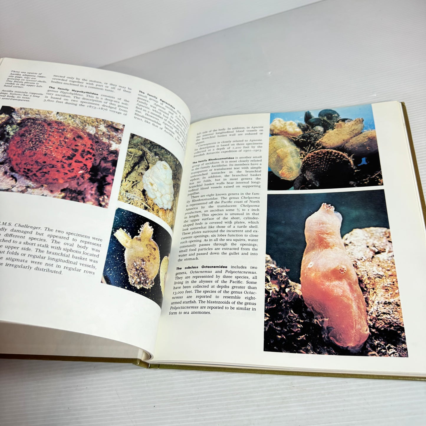 Grolier's Amazing World Of Animals (Vintage 1972)