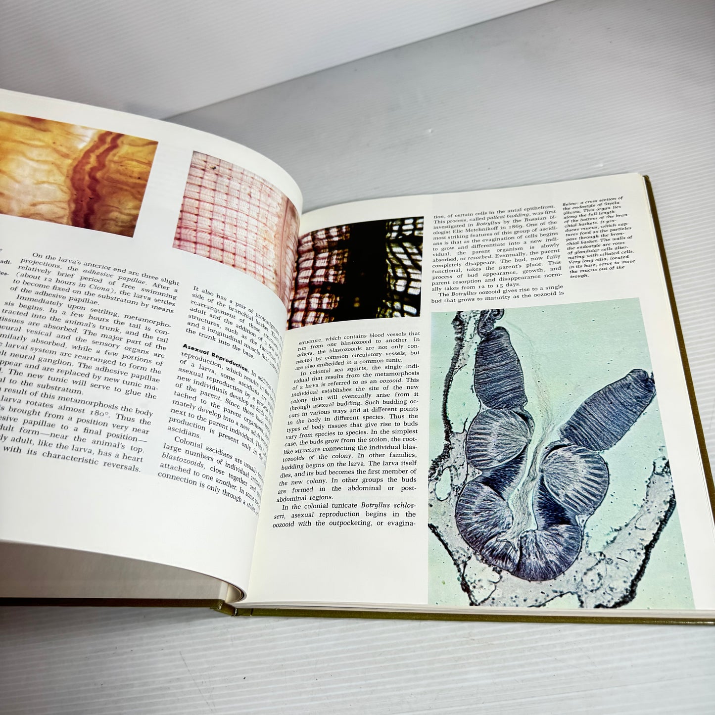 Grolier's Amazing World Of Animals (Vintage 1972)