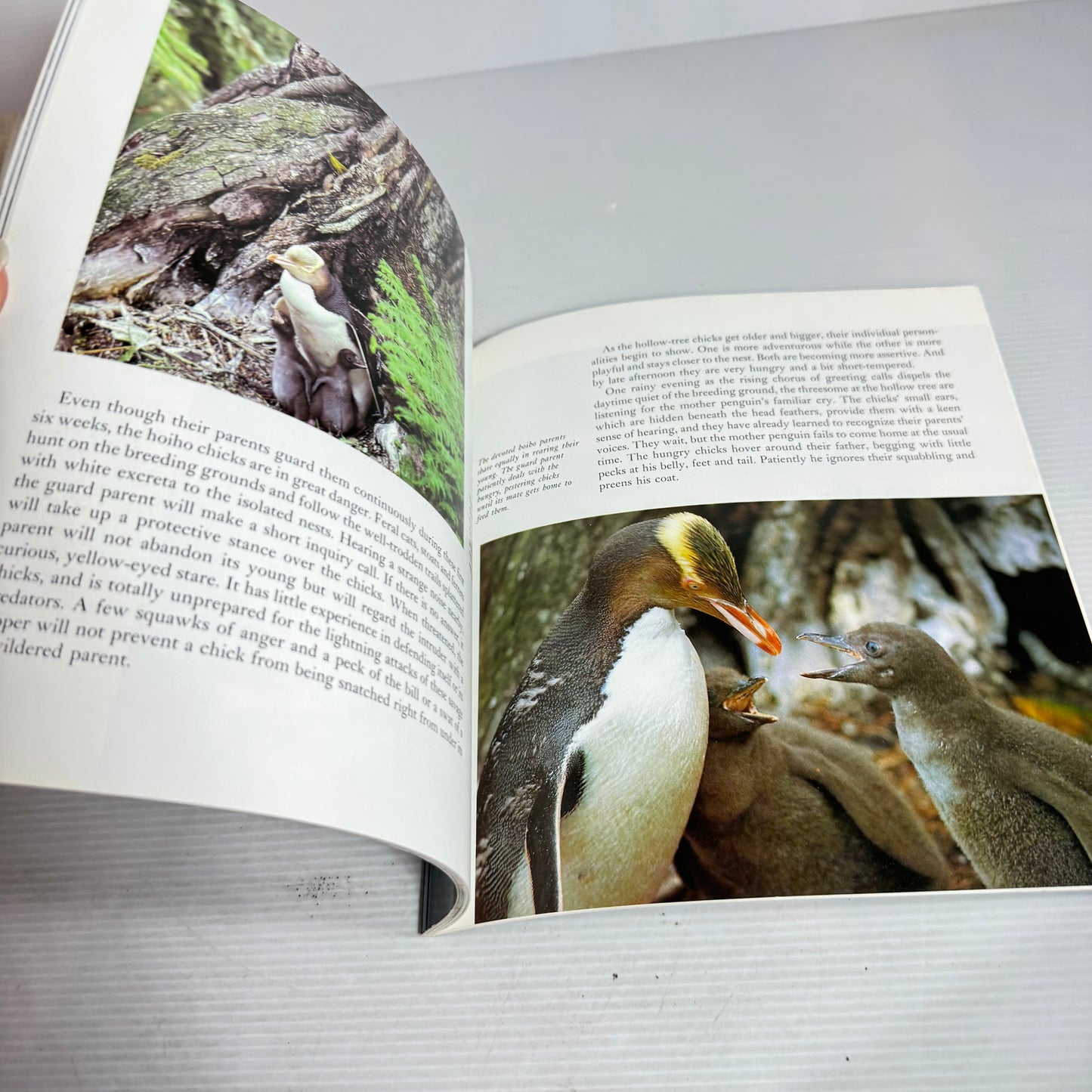 The Hoiho New Zealand's Yellow-Eyed Penguin - Adelle Vernon Photos by Dean Schneider
