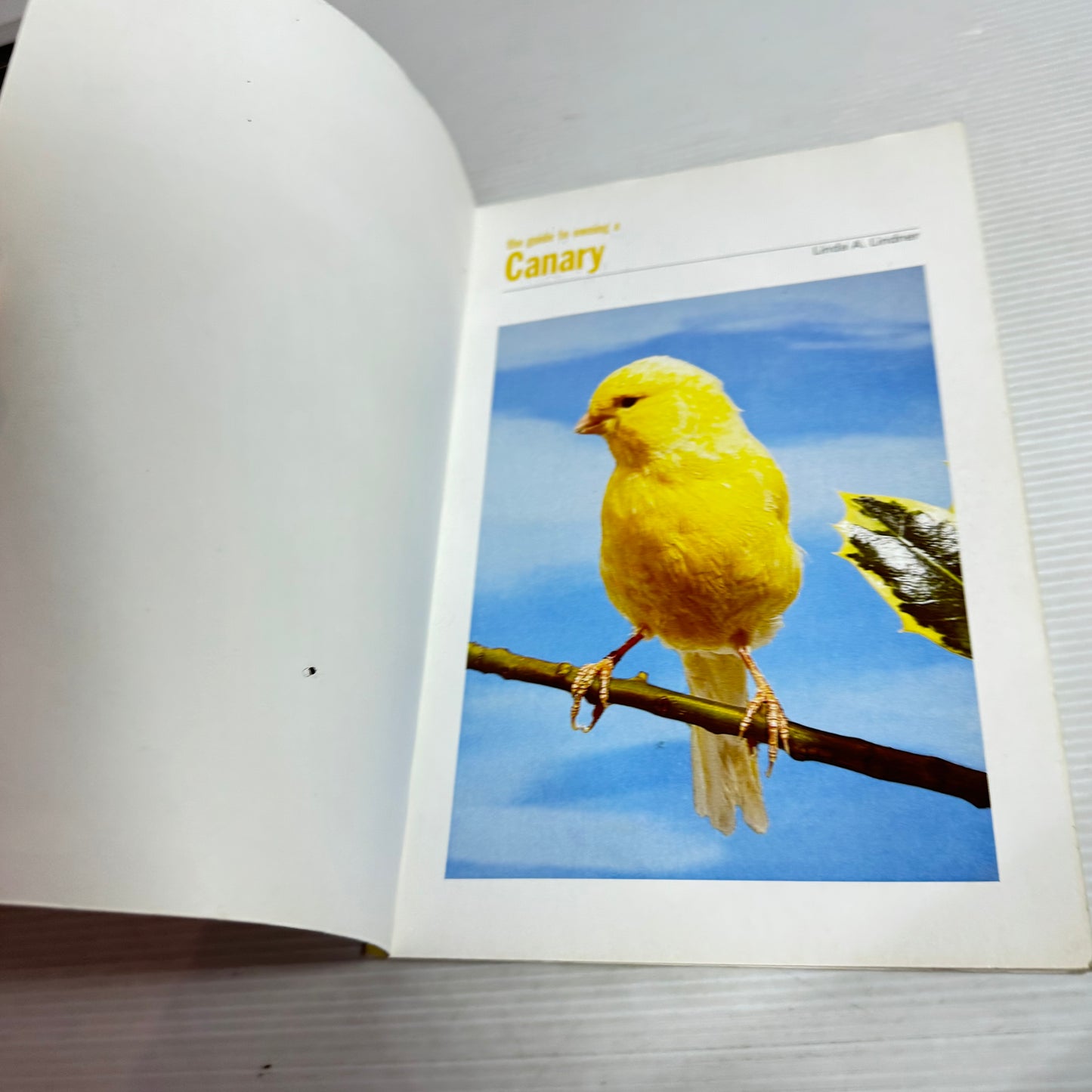 The Guide to Owning a Canary (Vintage 2003)
