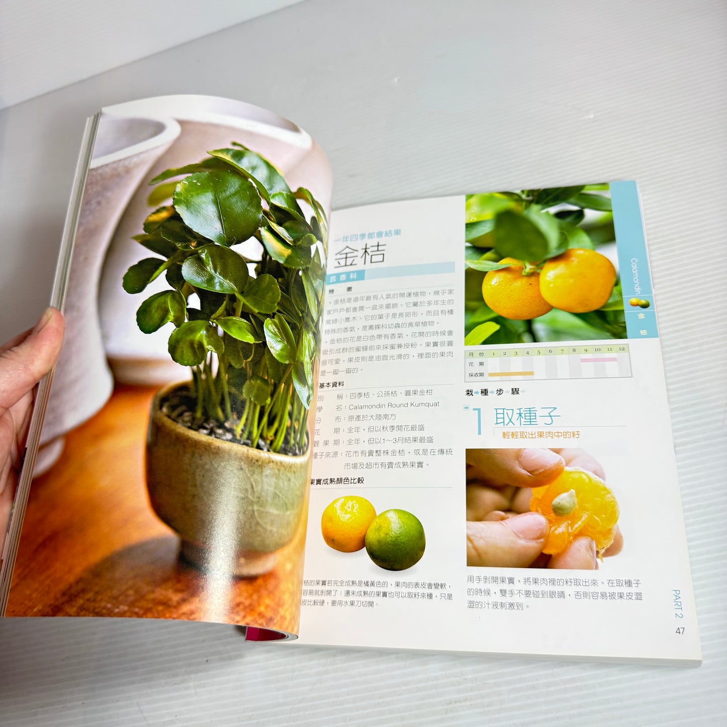 Growing Bonsai Is So Easy - Lui Juilan CHINESE LANGUAGE