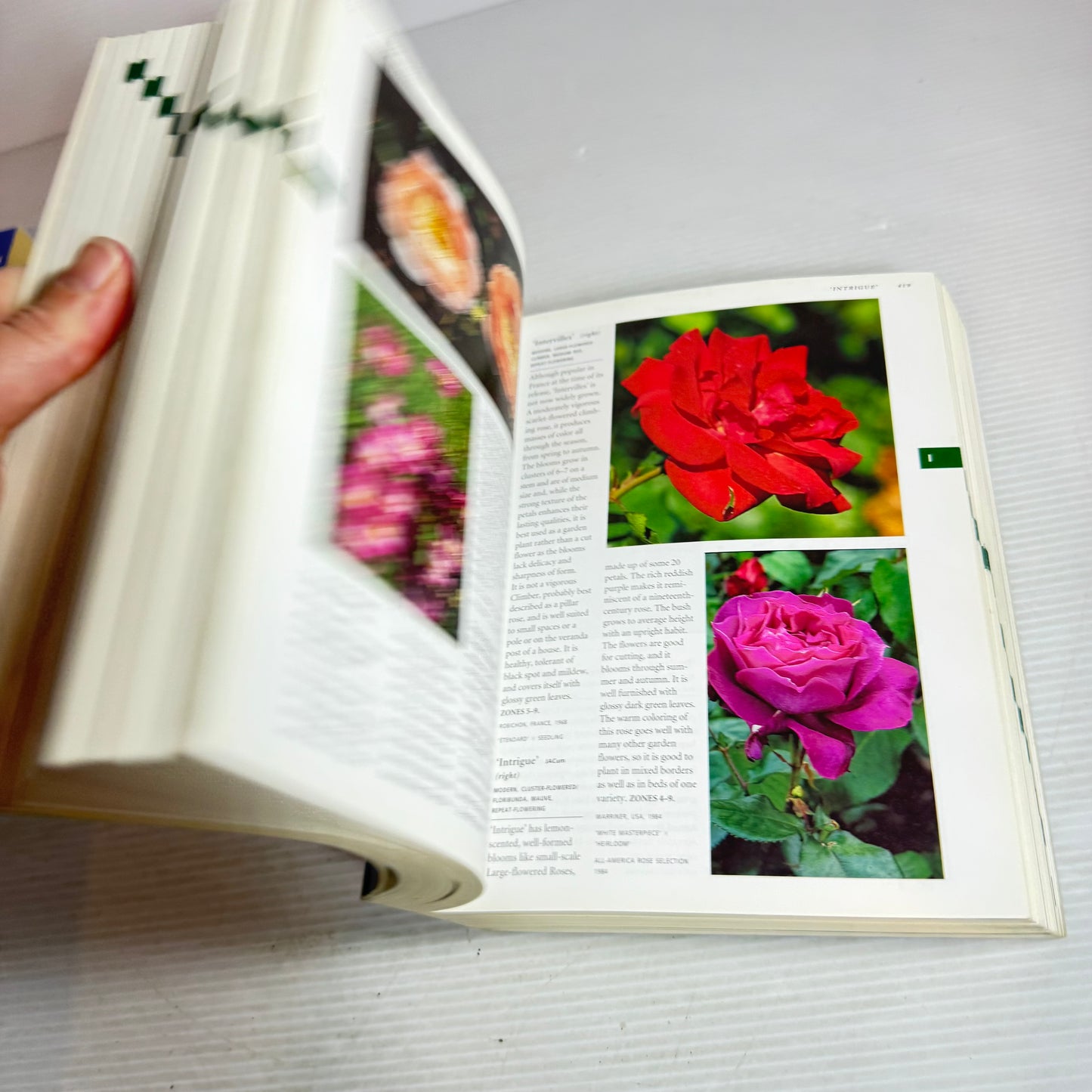 Botanica's Pocket Roses : Over 1000 Pages & Over 200 Roses Listed