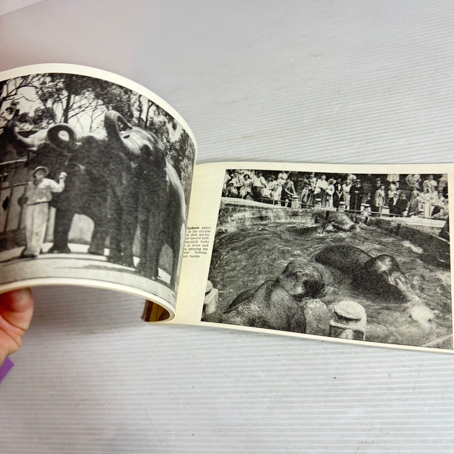 Taronga Park Zoo & Aquarium - Official Illustrated Guide (Vintage 1965)