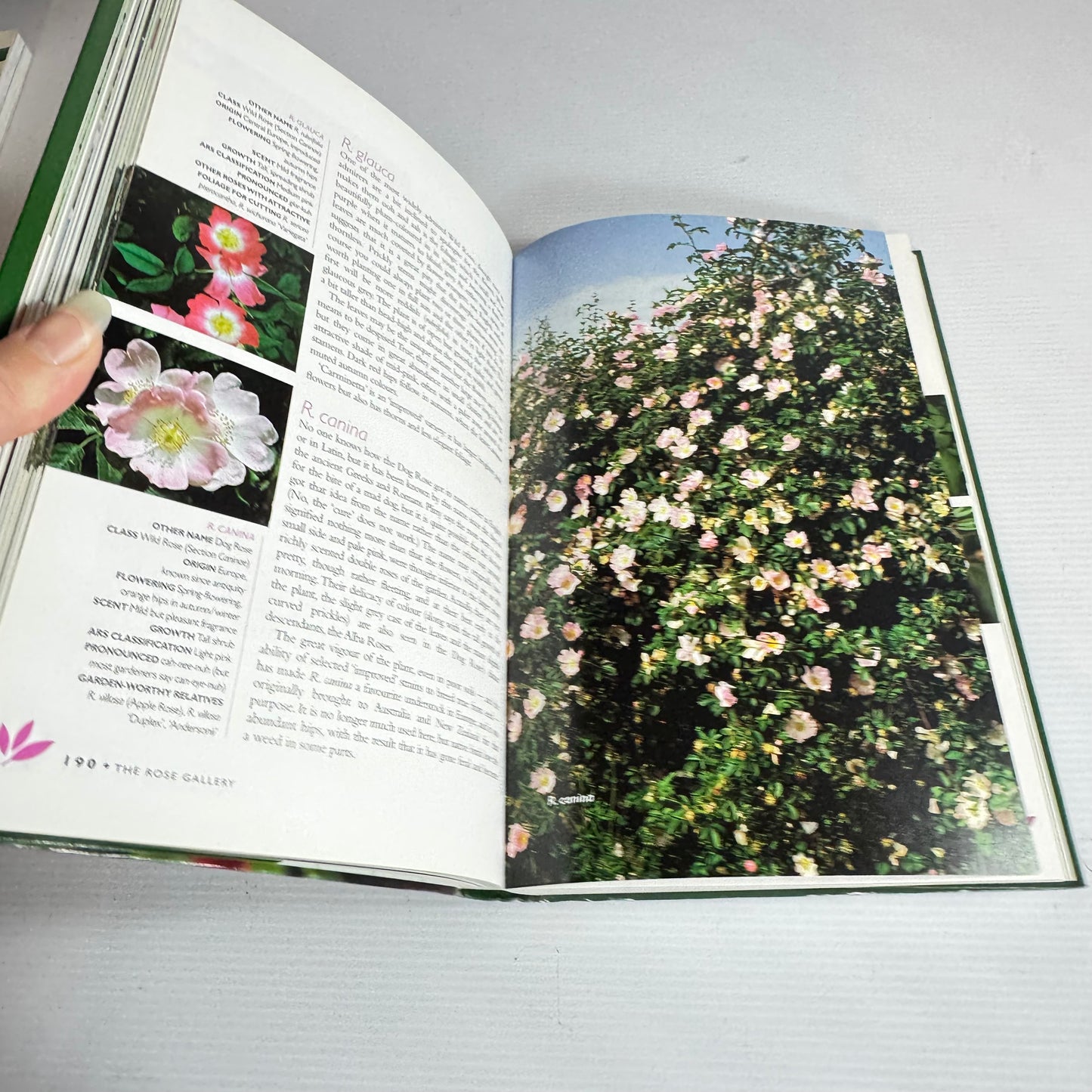 Yates Roses : A Practical Guide to Over 300 Roses for Australian and New Zealand - Roger Mann