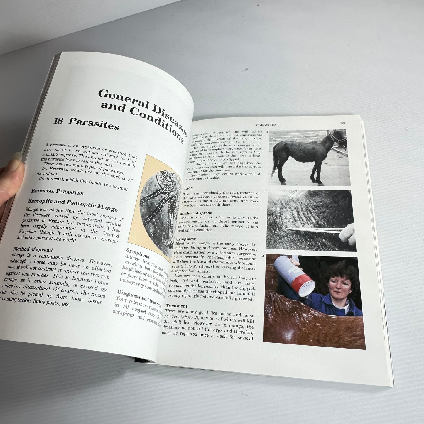 Horse and Pony Ailments : Recognition and Treatment - Eddie Straiton