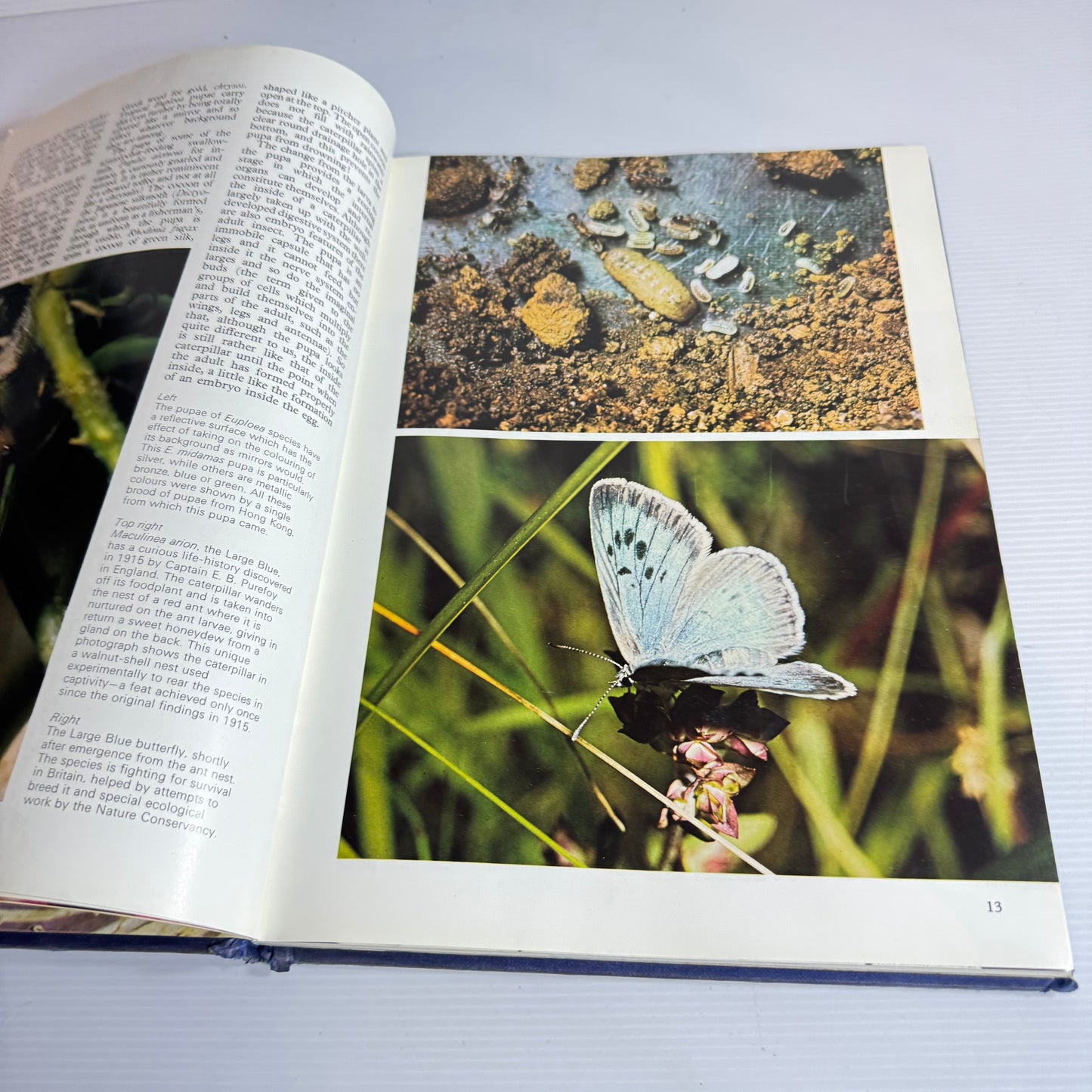 The Wonderful World Of Butterflies And Moths - Hamlyn (Vintage 1977)