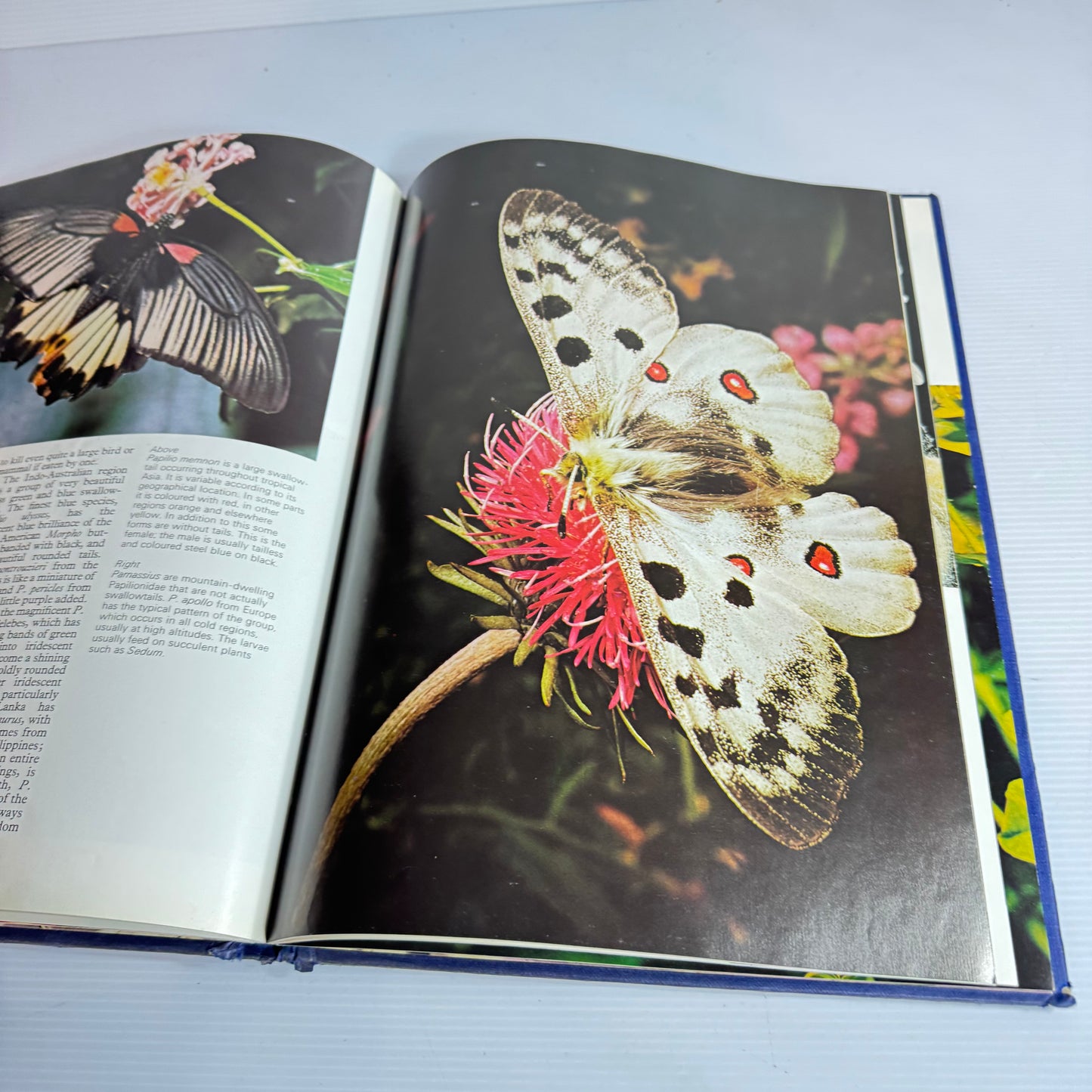 The Wonderful World Of Butterflies And Moths - Hamlyn (Vintage 1977)
