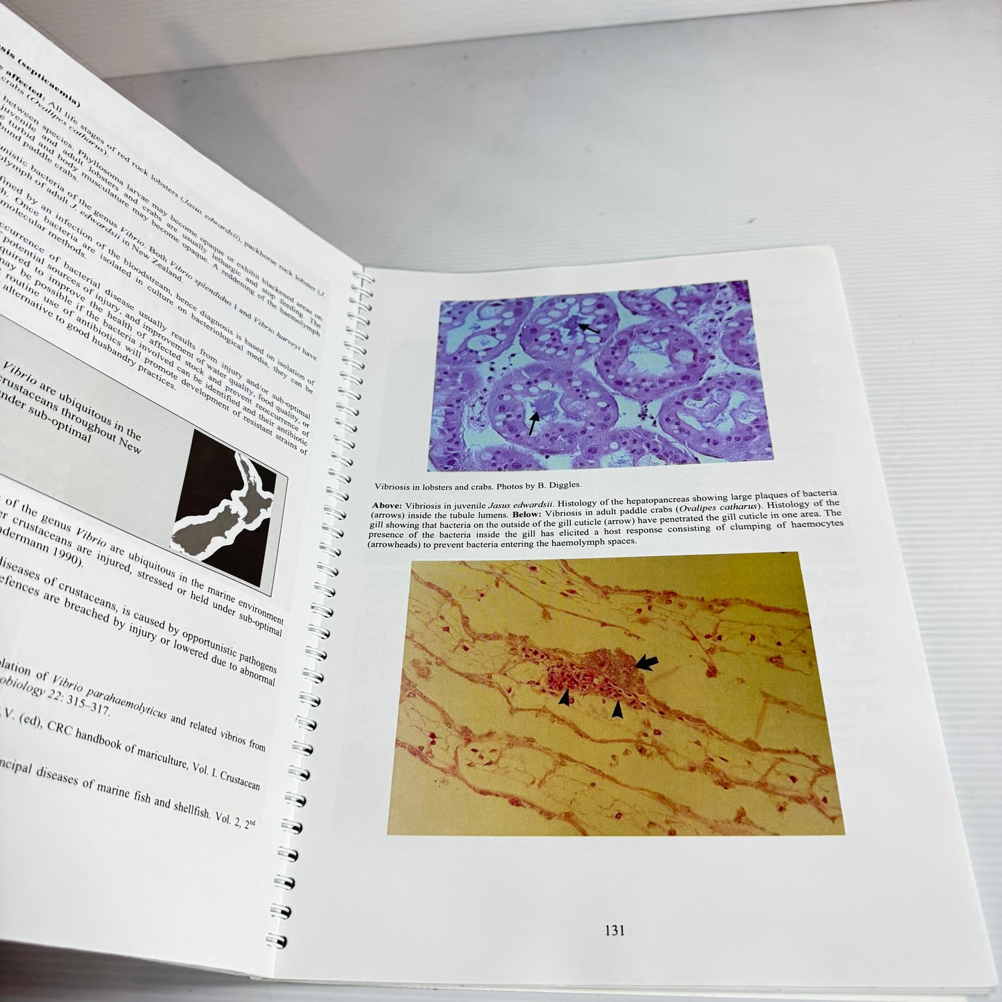 NIWA A Handbook Of Diseases Of Importance To Aquaculture In New Zealand