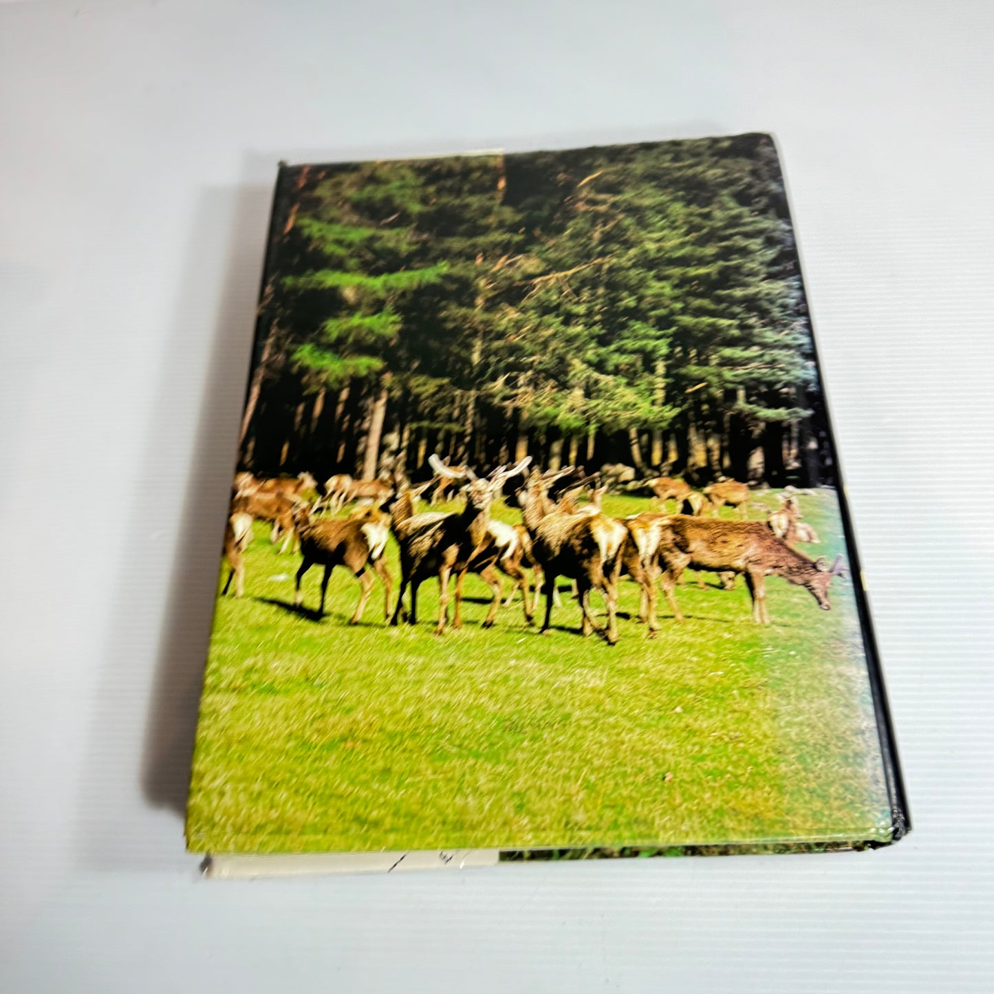 The Hamlyn All-Colour Animal Encyclopedia -Cathy Kilpatrick and John Hard (Vintage 1981)