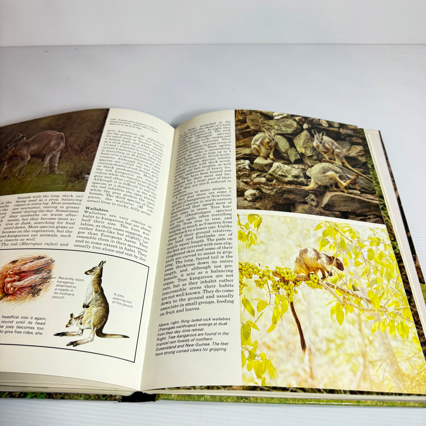 The Hamlyn All-Colour Animal Encyclopedia -Cathy Kilpatrick and John Hard (Vintage 1981)