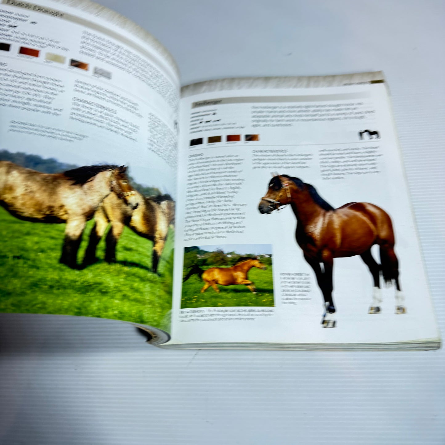 Encyclopaedia Of Horses - Debby Sly