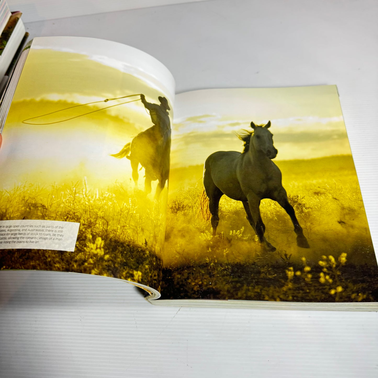 Encyclopaedia Of Horses - Debby Sly
