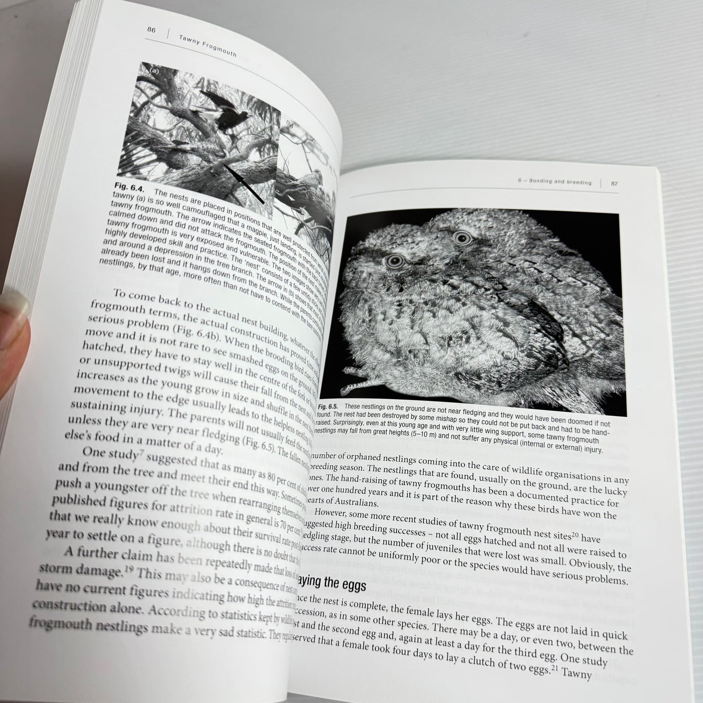 Tawny Frogmouth 2nd Edition - Gisela Kaplan (New)