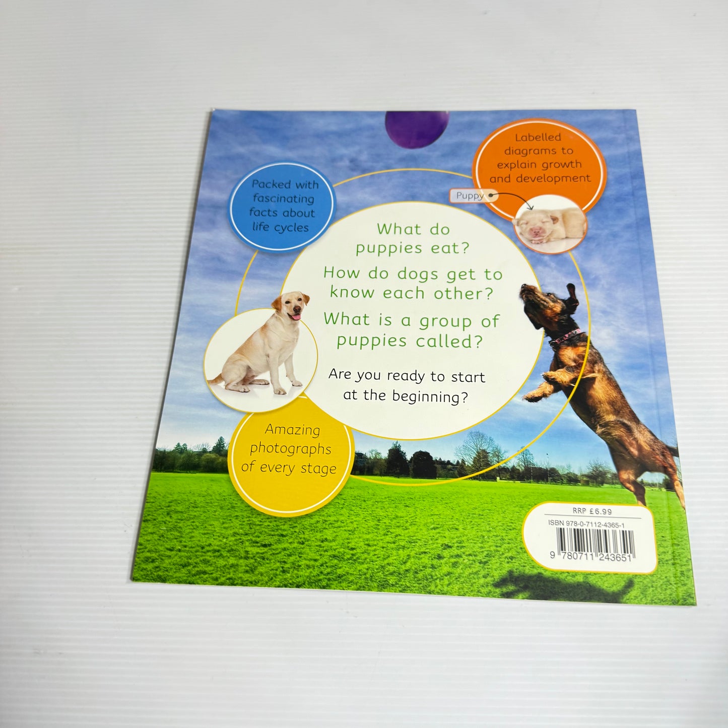 From puppy To Dog - Life Cycles (New)