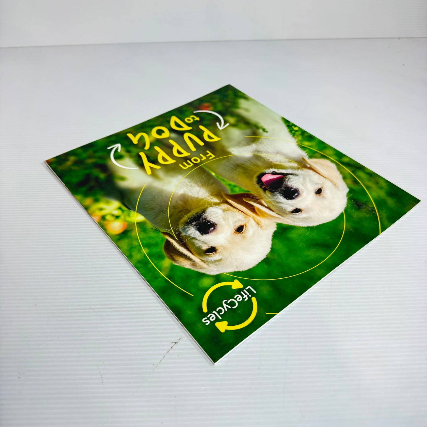 From puppy To Dog - Life Cycles (New)
