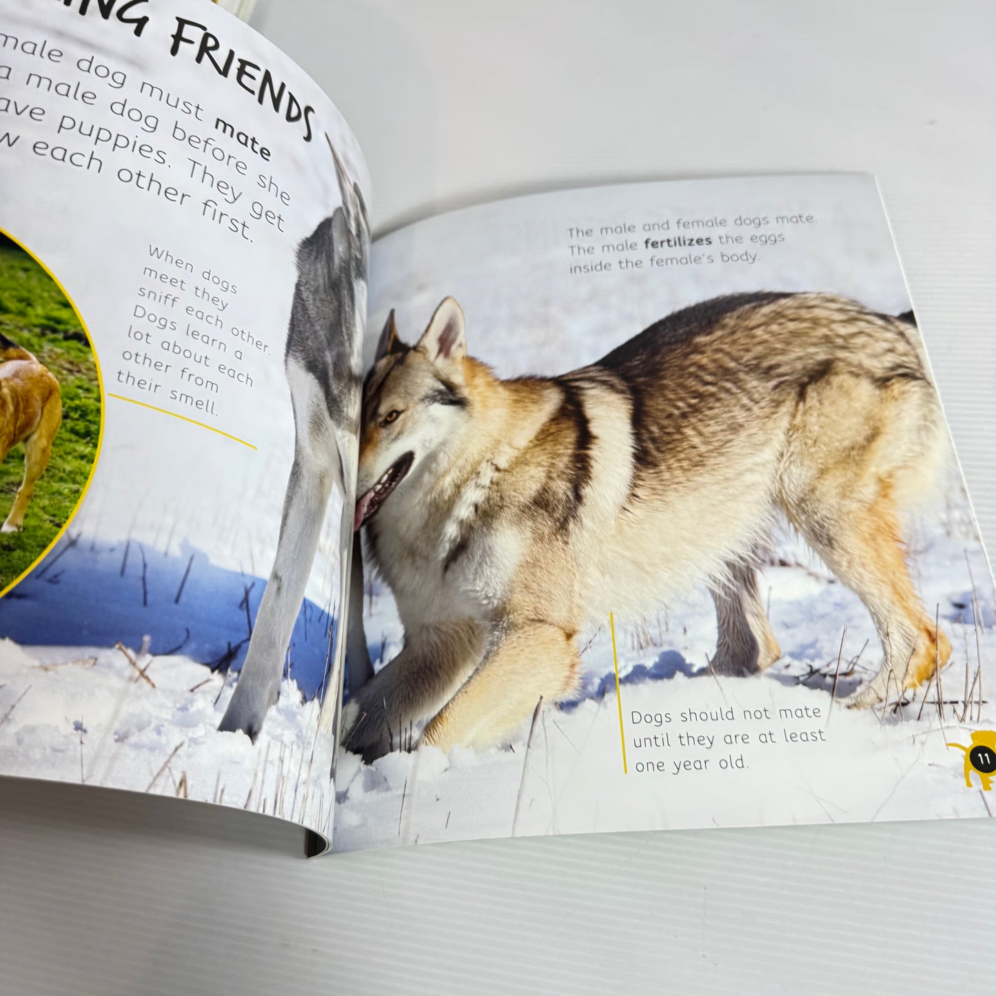 From puppy To Dog - Life Cycles (New)